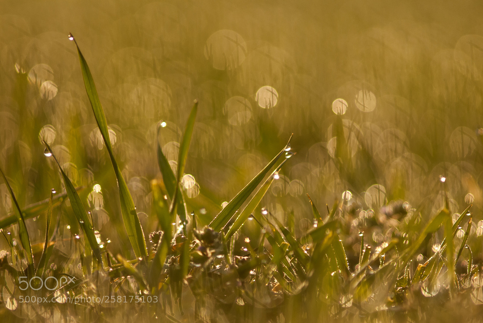 Nikon D200 sample photo. Dew photography