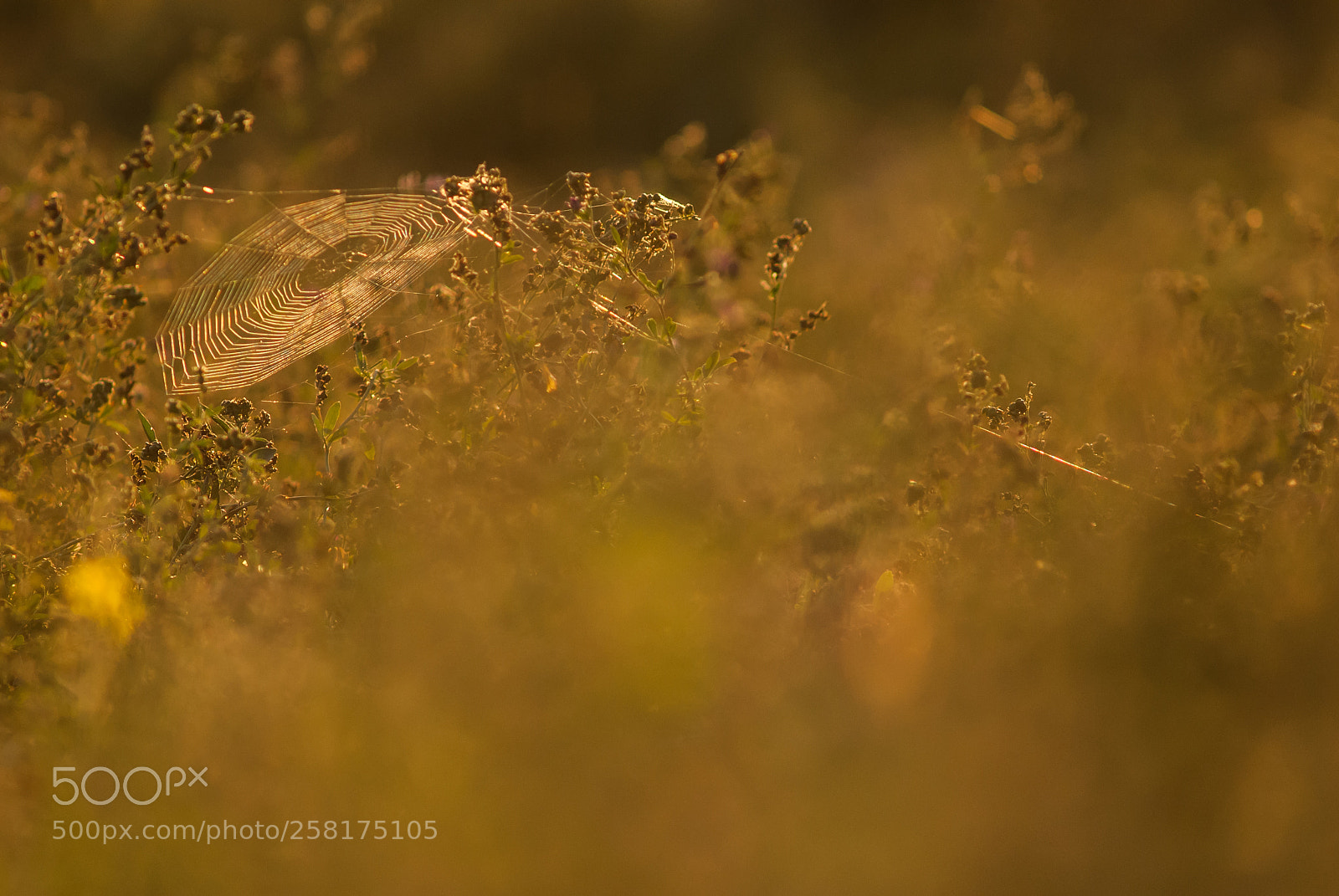 Nikon D200 sample photo. Vat photography