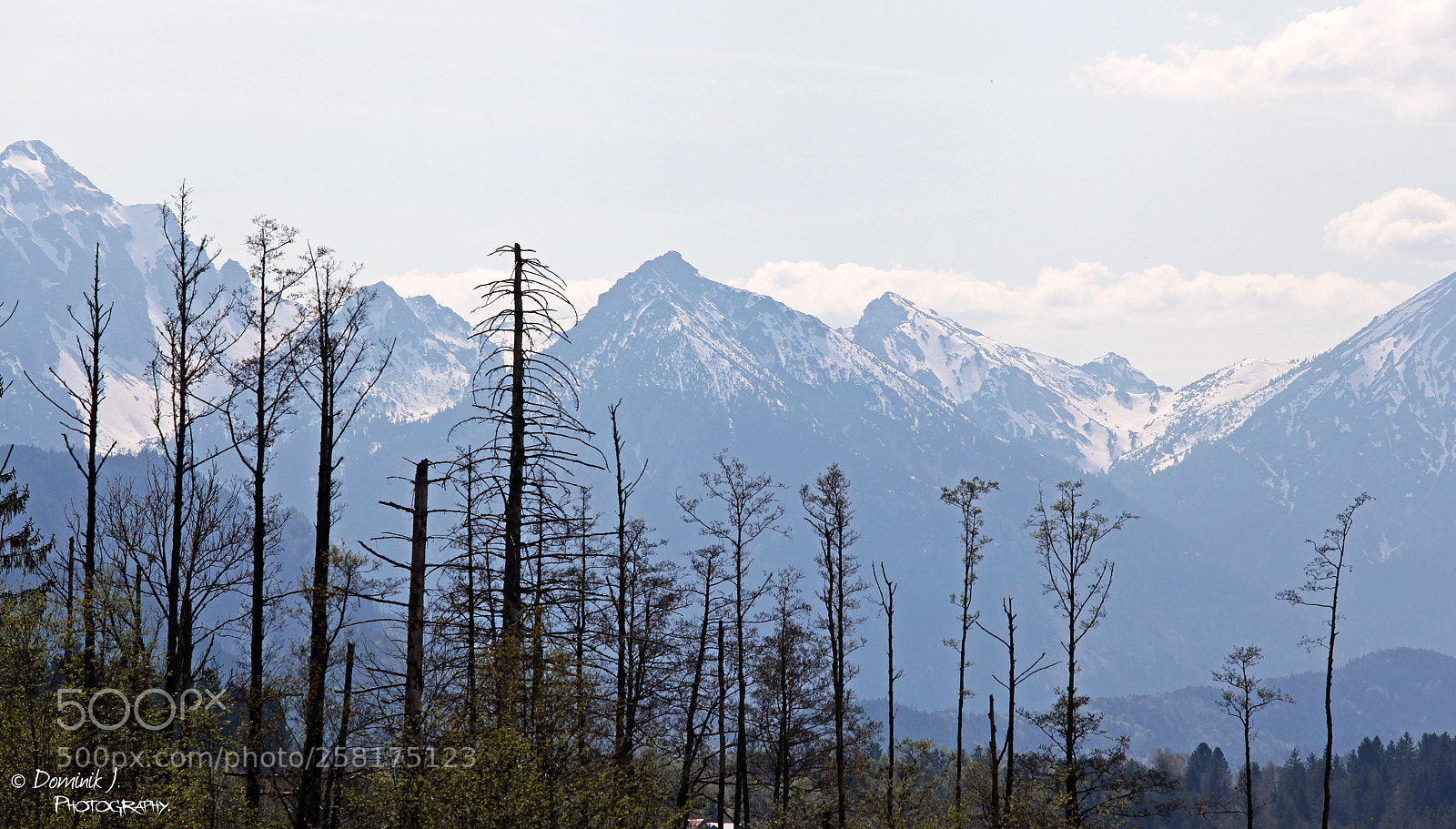 Canon EOS 5D Mark II sample photo. Behind.the.trees photography