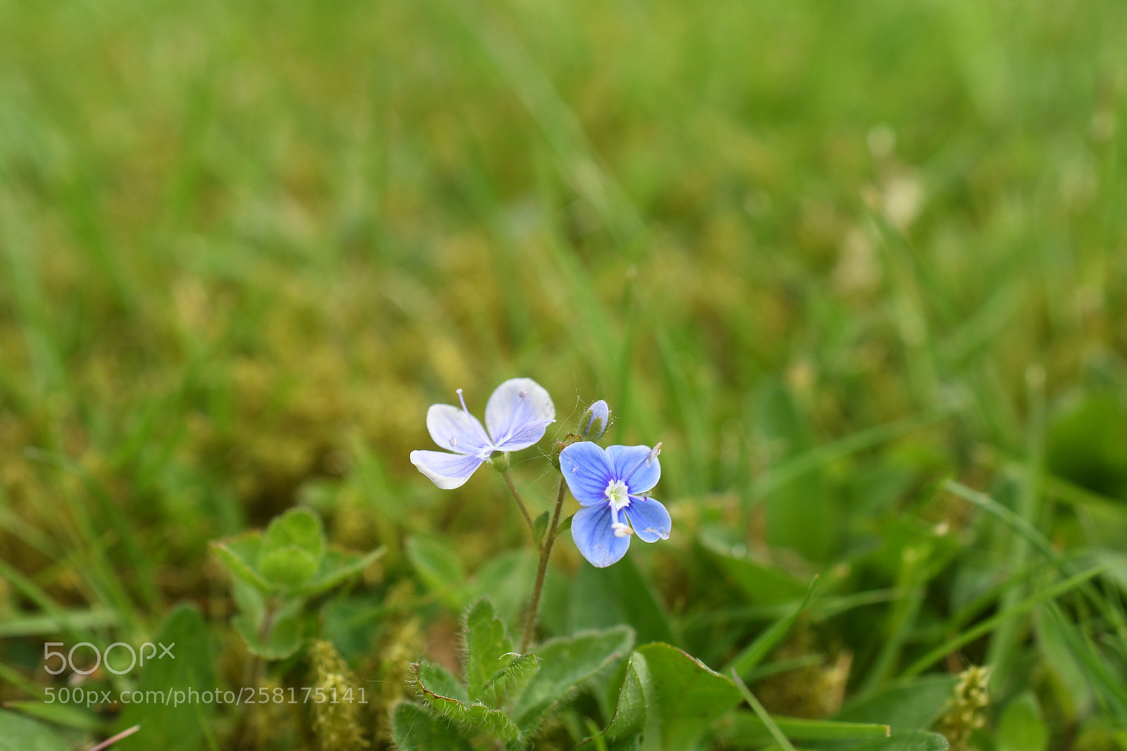 Nikon D500 sample photo. Ivy-leaved speedwell photography