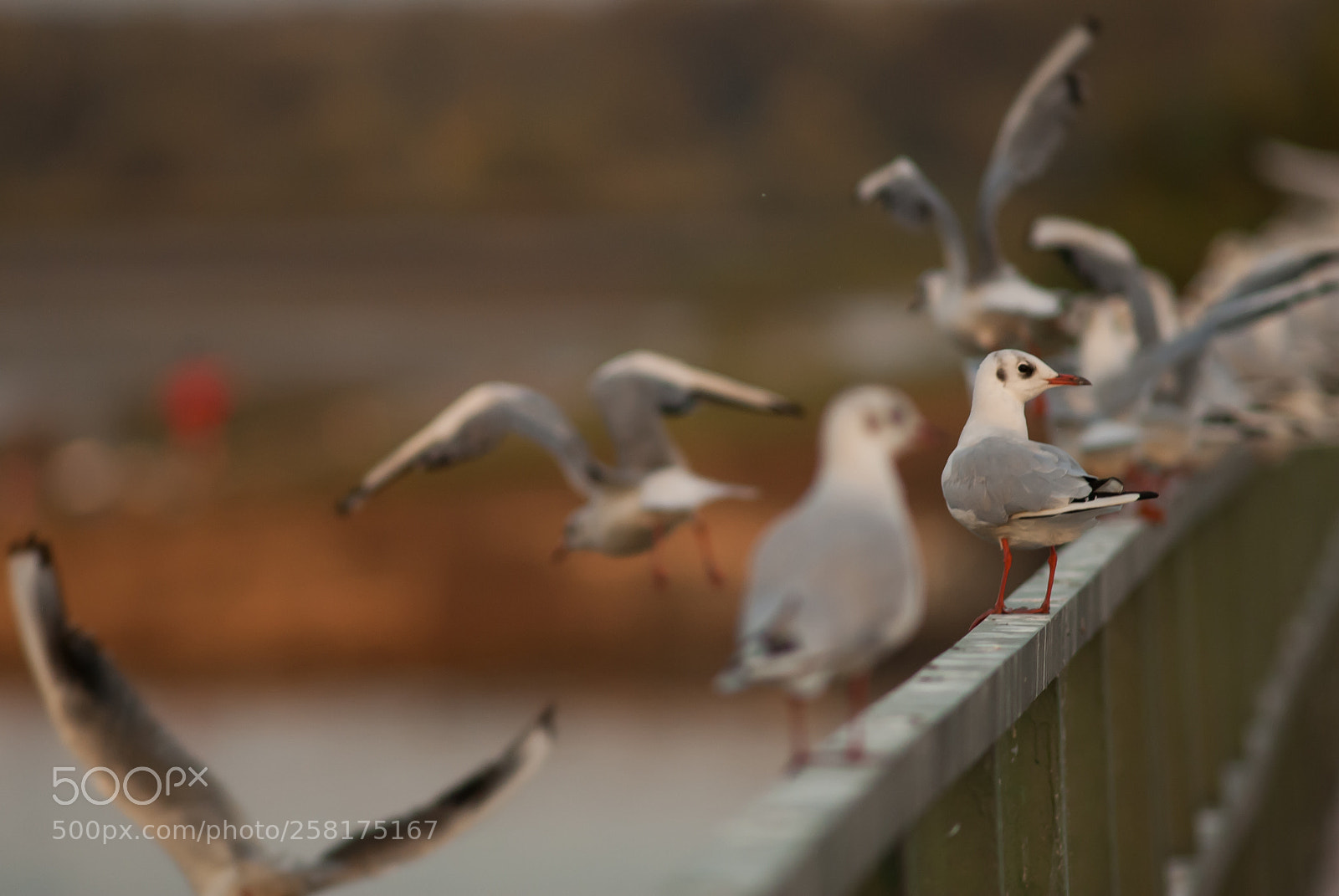 Nikon D200 sample photo. Gull photography