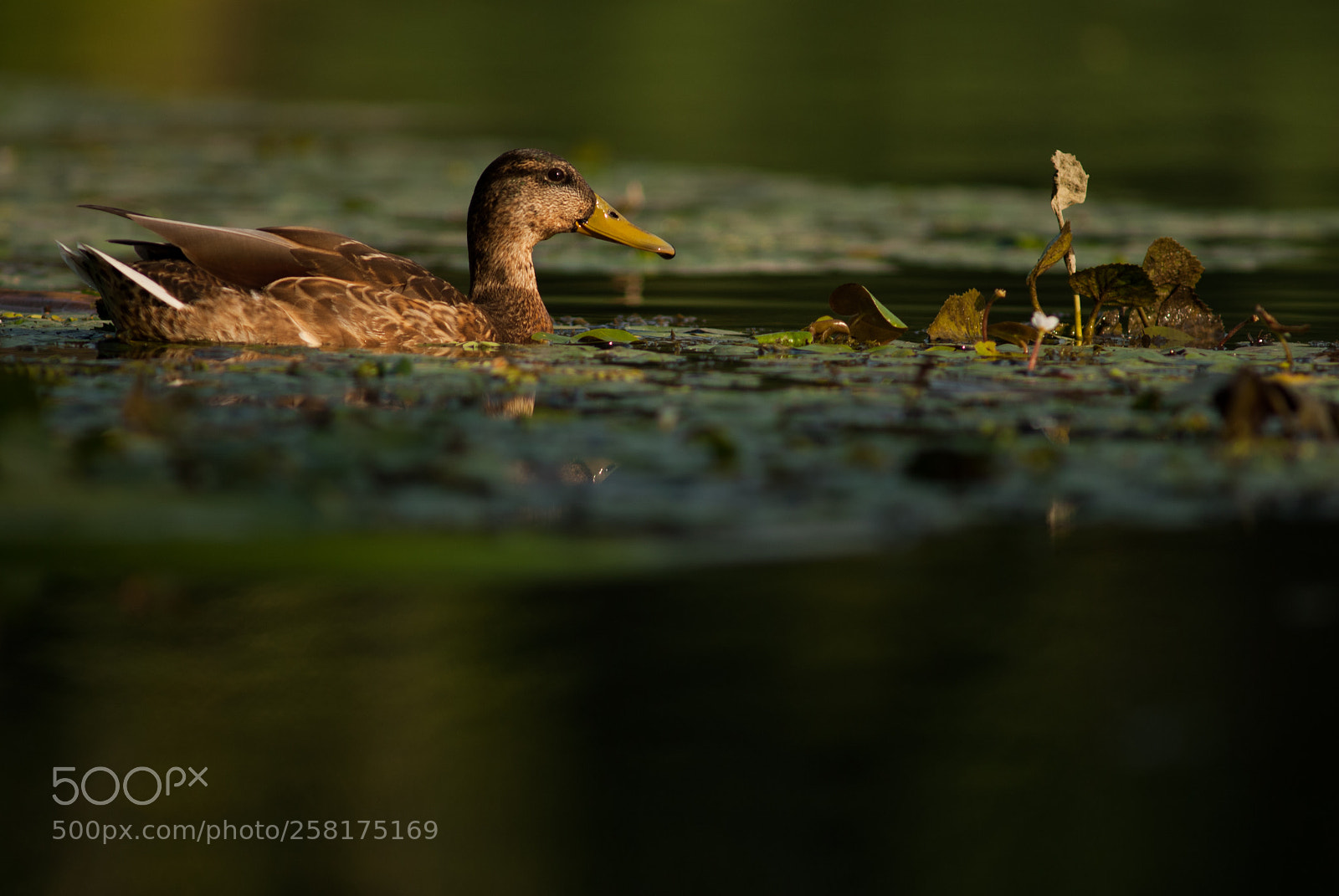 Nikon D200 sample photo. Duck photography