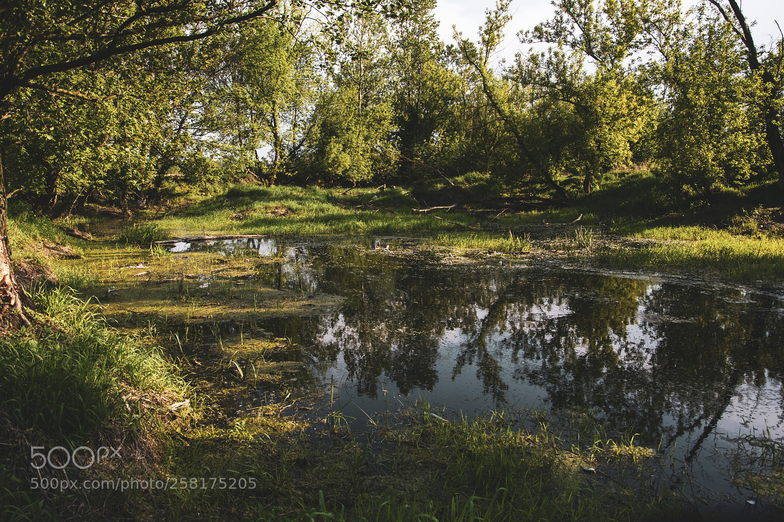 Nikon D5500 sample photo. Swamp photography