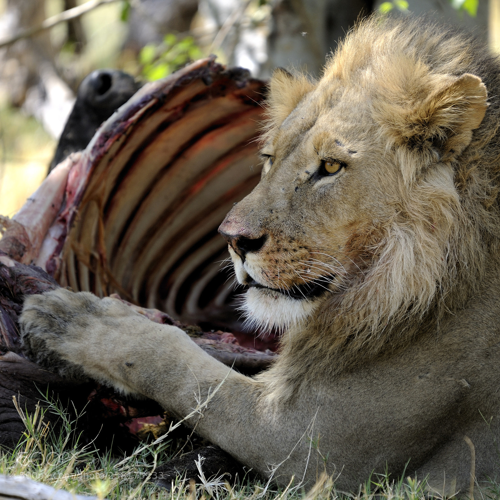 Nikon D700 sample photo. It's mine..at moremi in photography