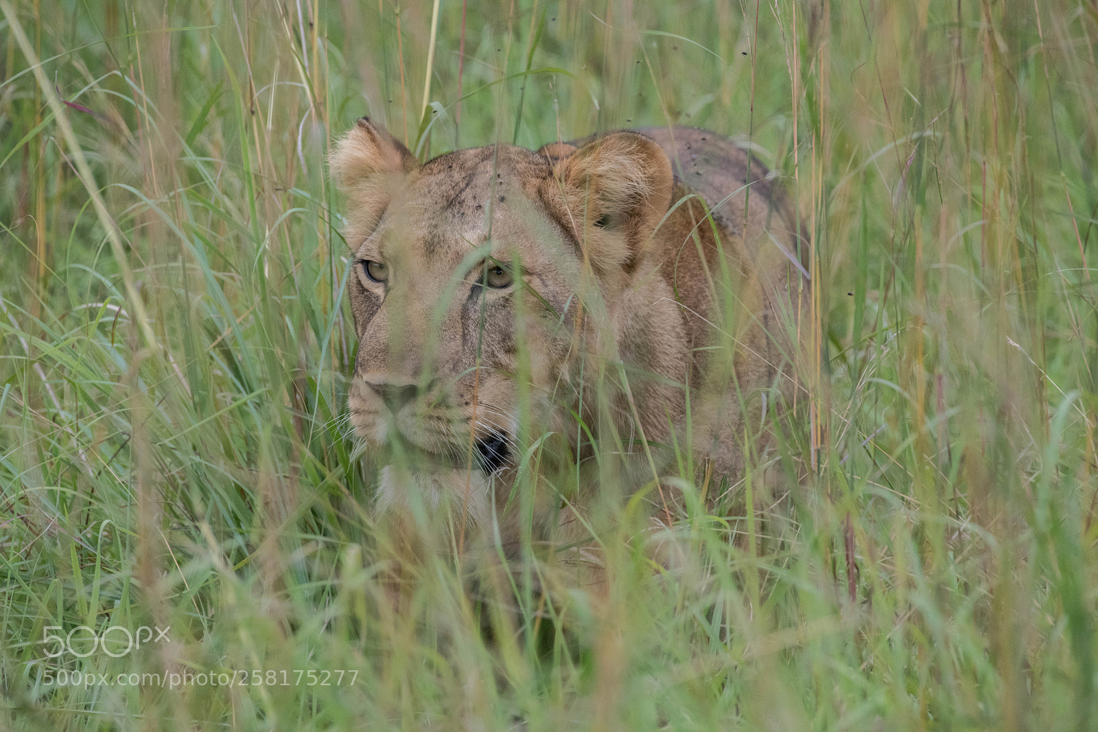 Nikon D850 sample photo. Mother lion photography