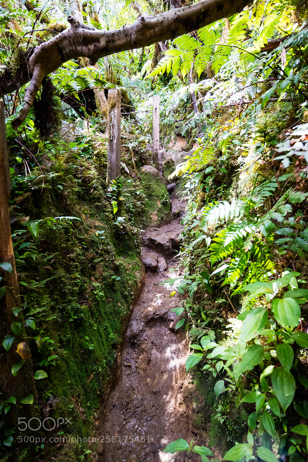 Canon EOS M3 sample photo. Muddy hiking trail photography