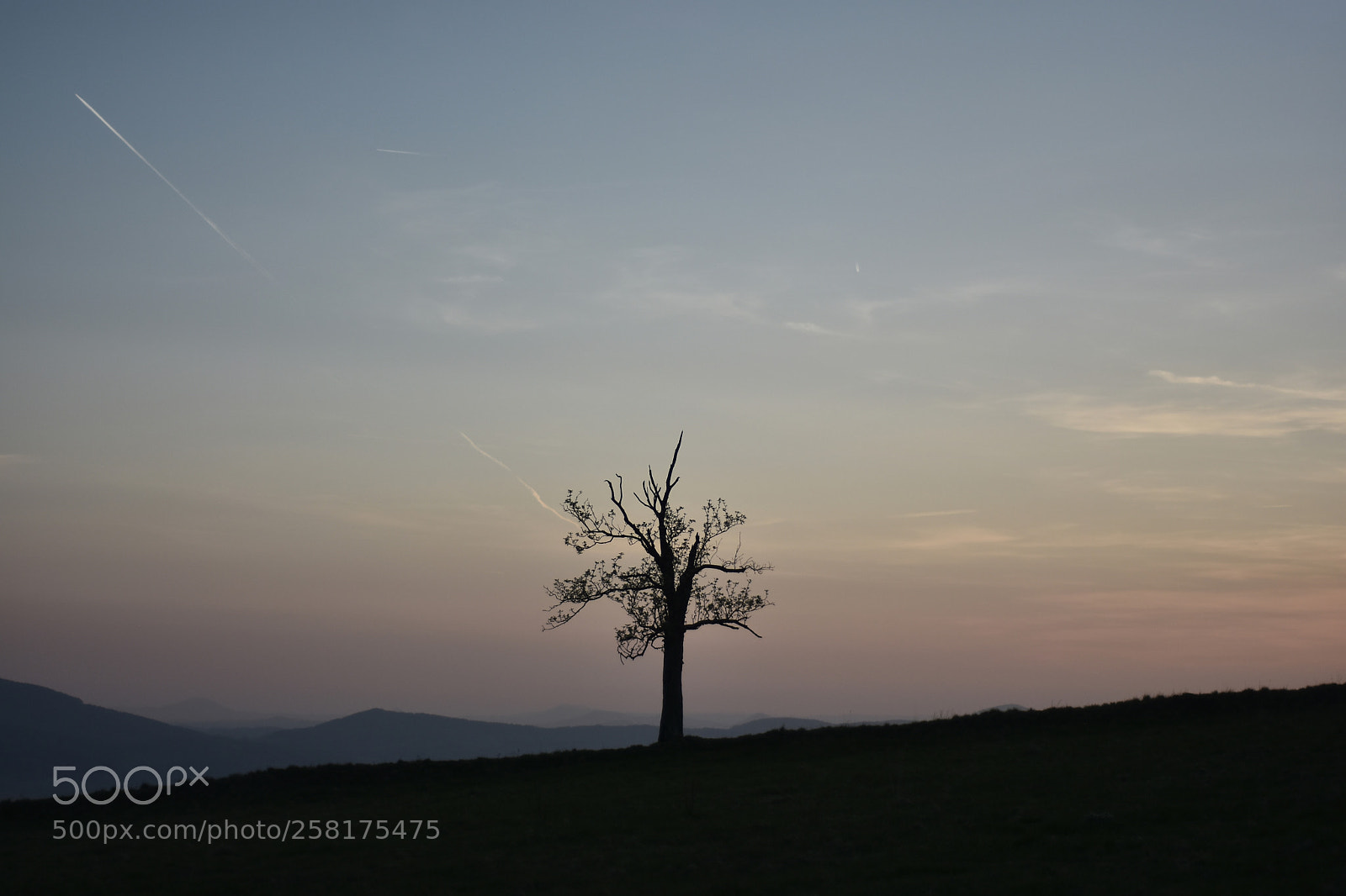 Nikon D7200 sample photo. Tree photography