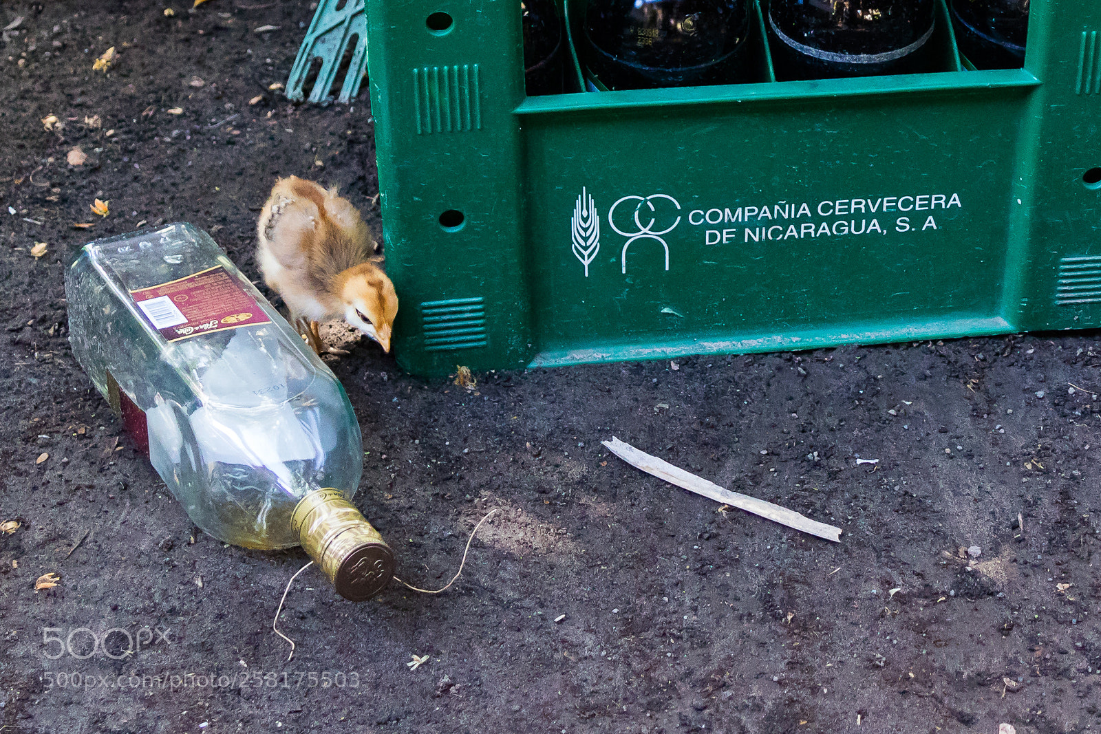 Canon EOS M3 sample photo. Drunk chicken photography