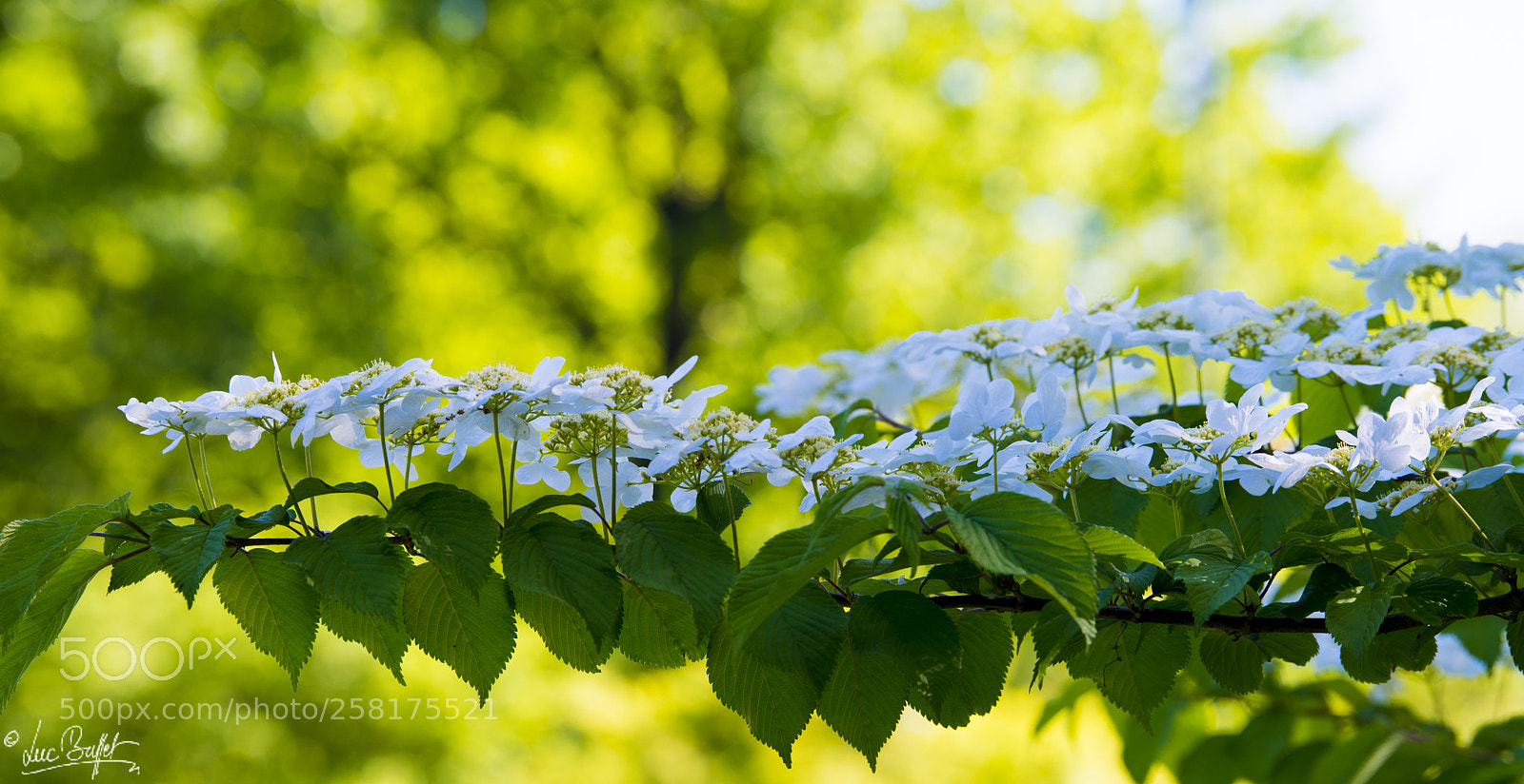 Nikon D800 sample photo. Inside the japanse garden photography