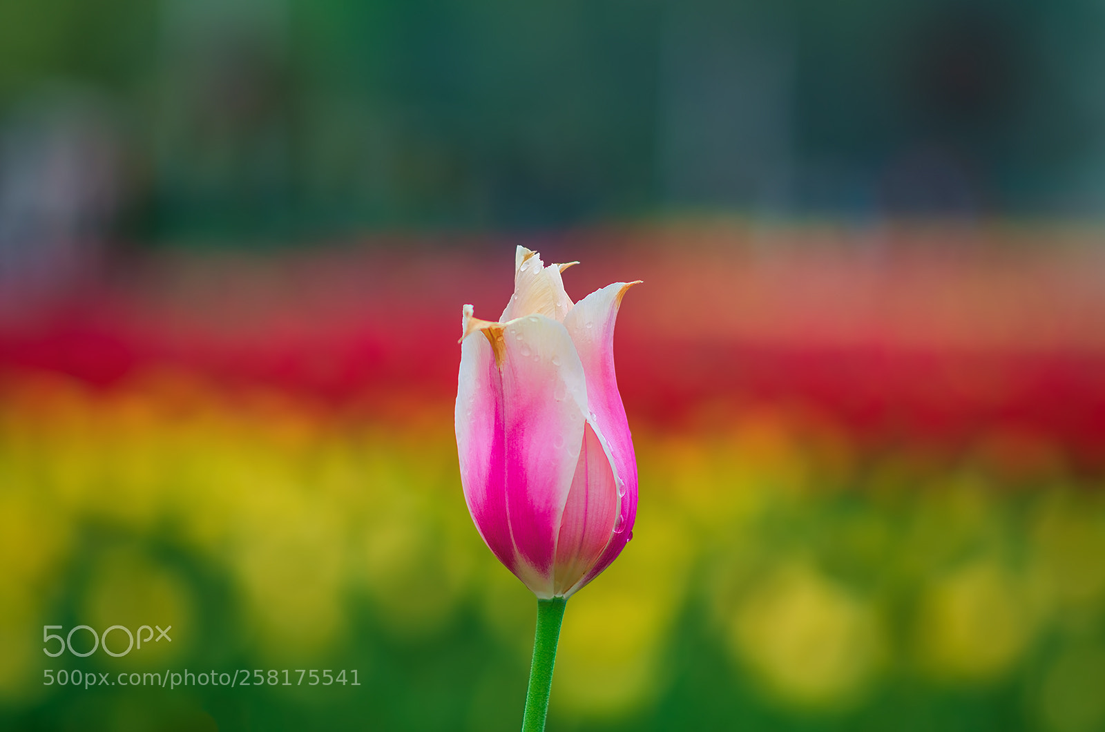 Nikon D7000 sample photo. The solo tulip photography