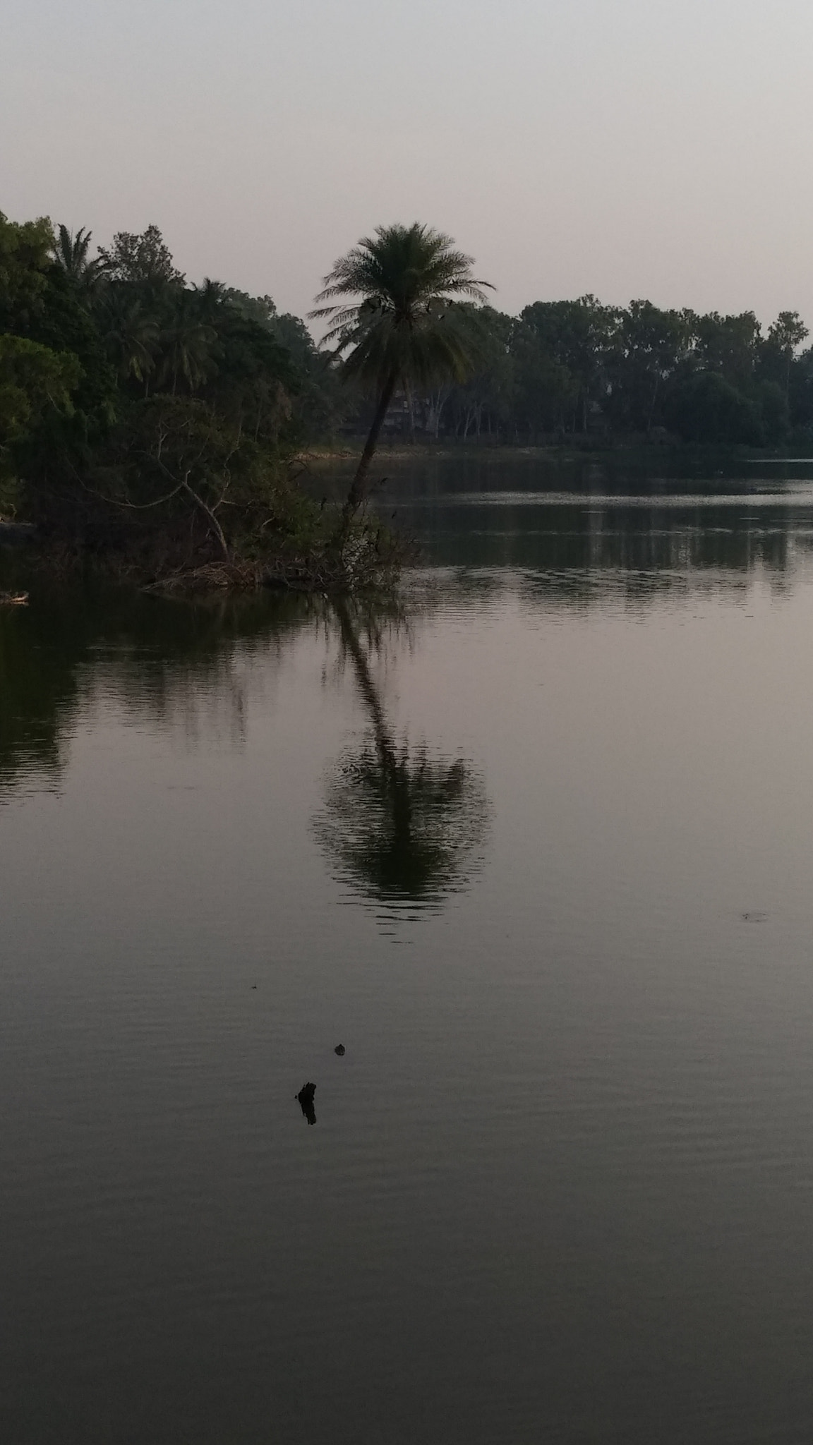 Xiaomi MI MAX 2 sample photo. Reflection of tree in lake photography