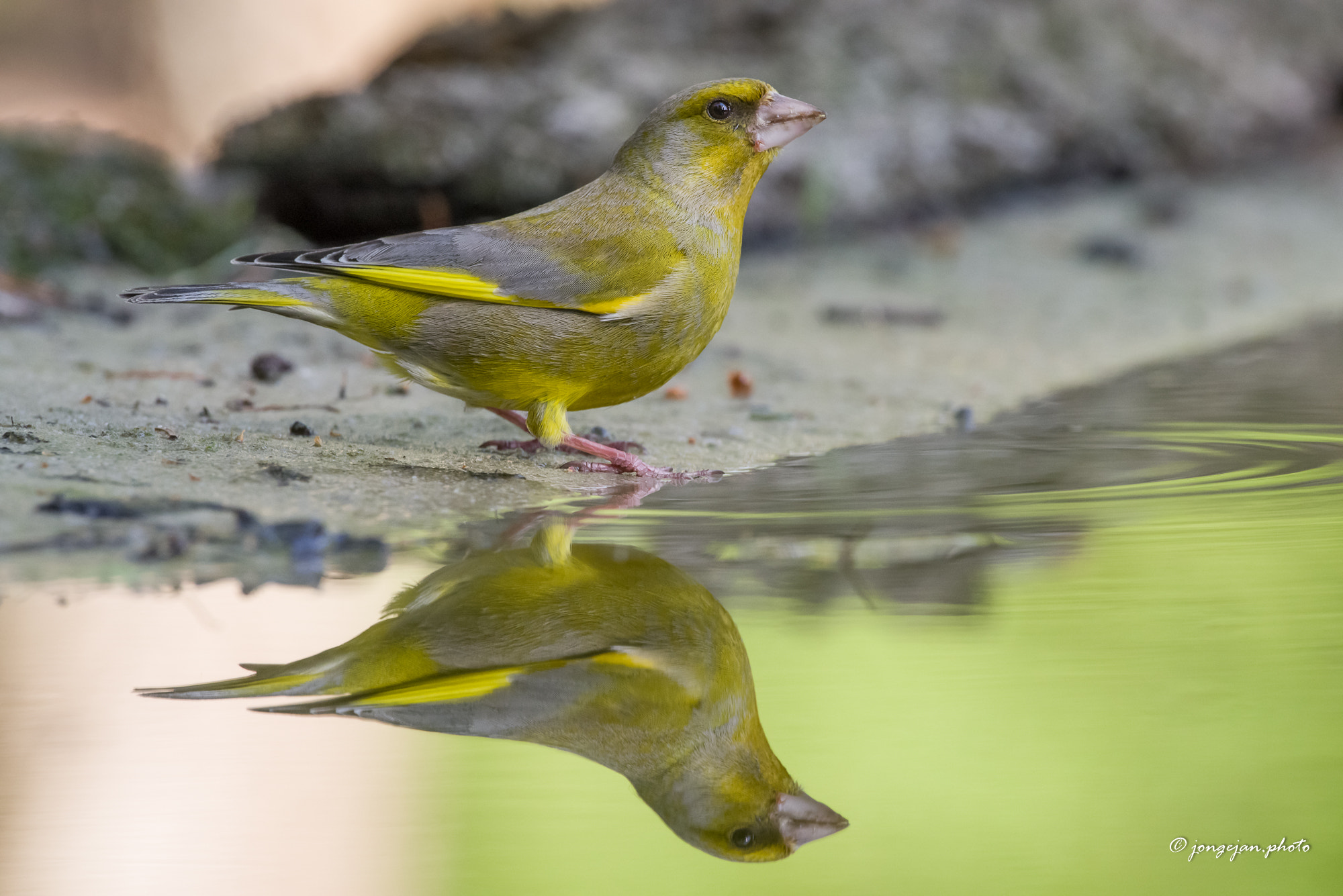 Pentax K-1 Mark II sample photo. Greenfinch photography