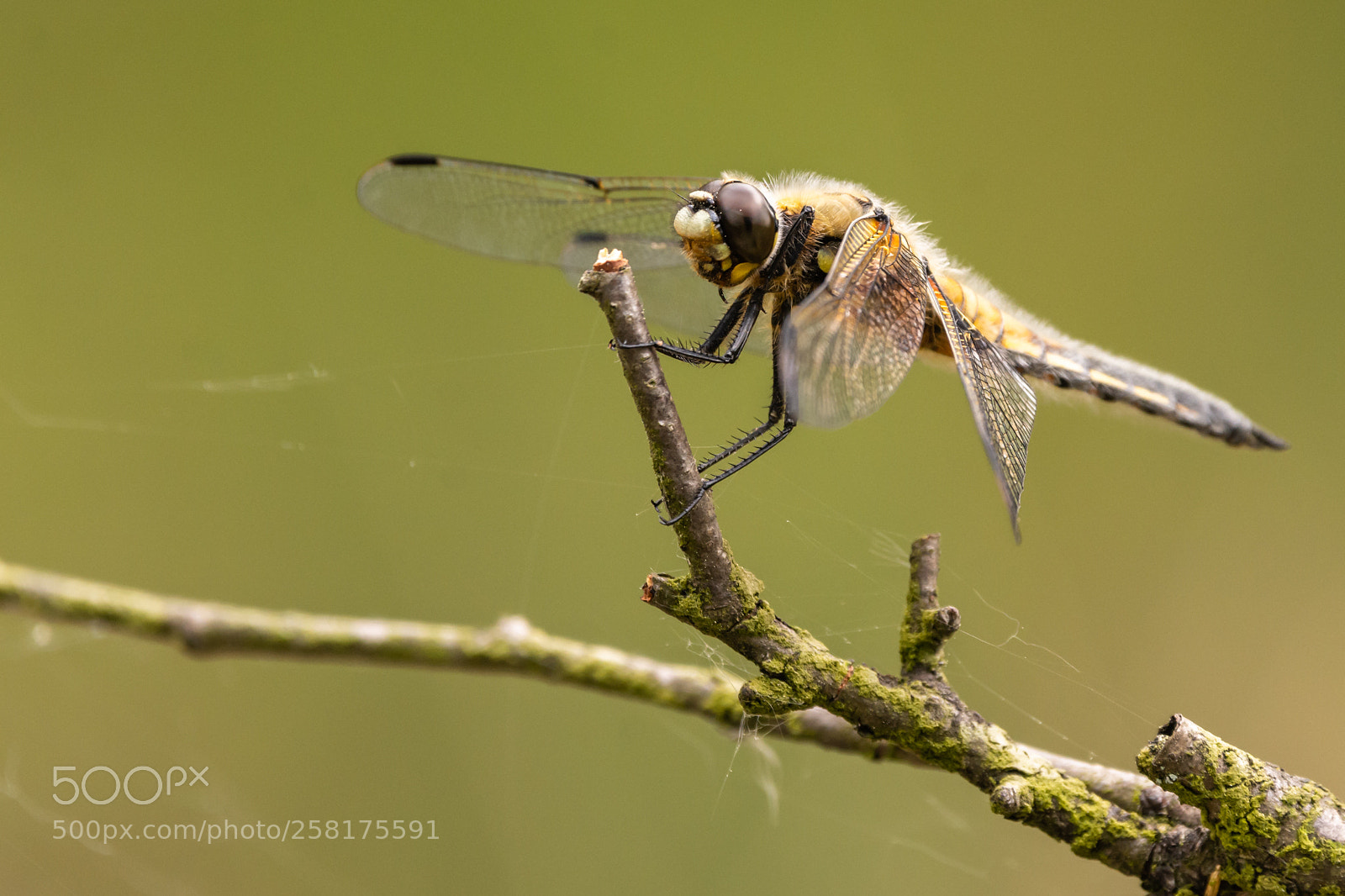 Nikon D7200 sample photo. Four-spotted chaser photography