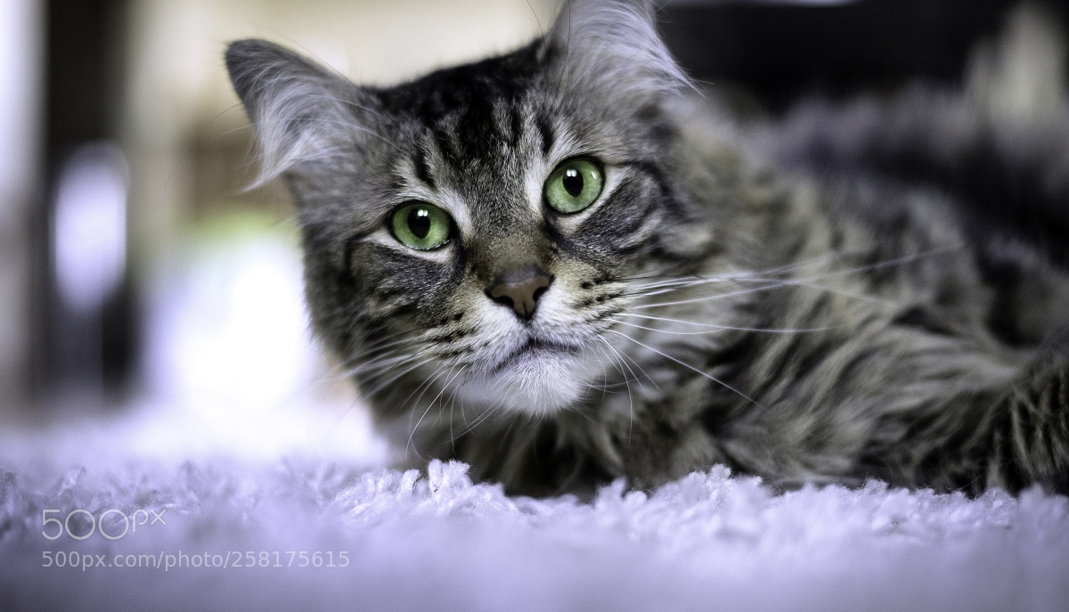 Nikon D610 sample photo. My cat photography