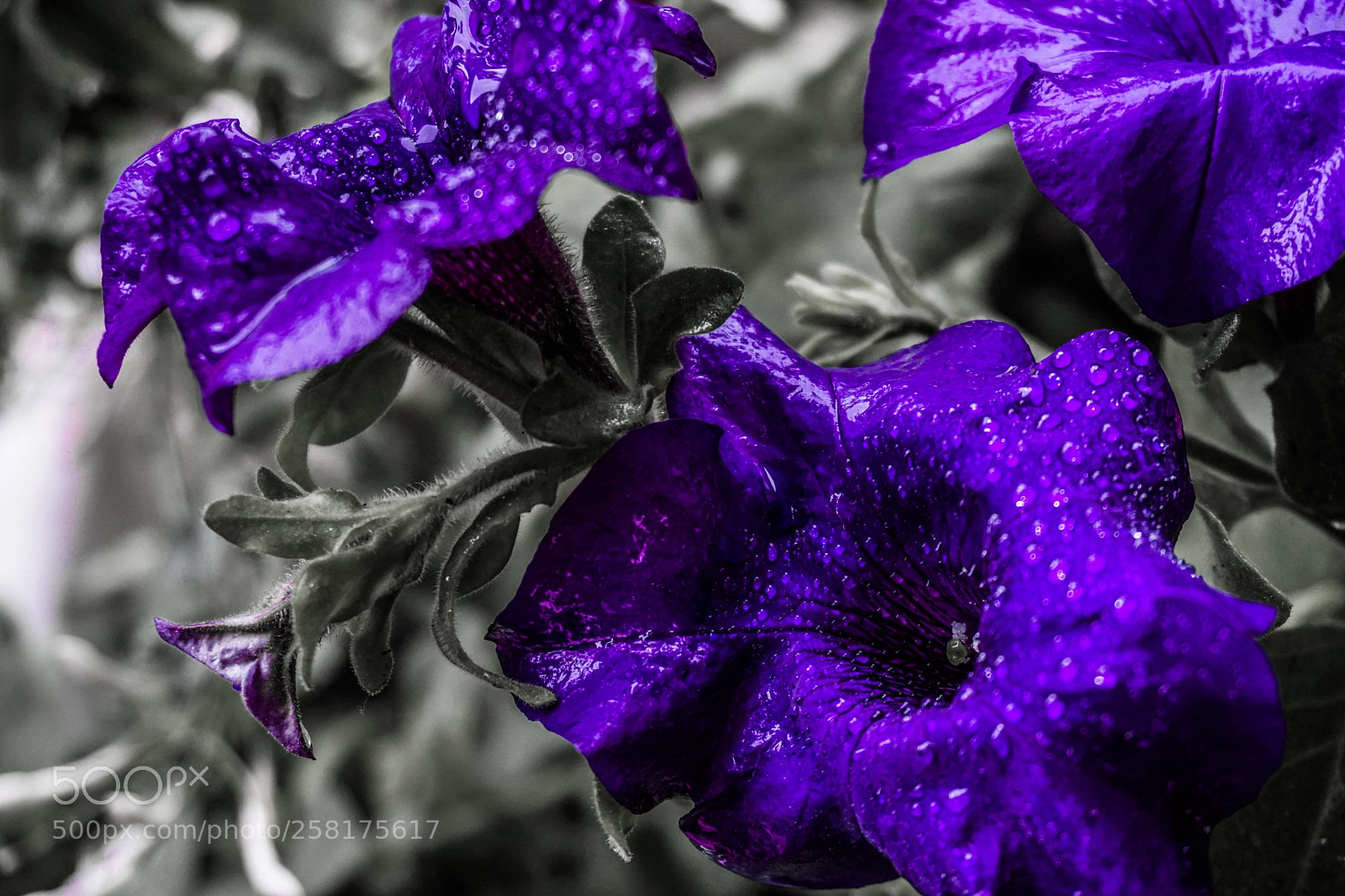 Sony a6000 sample photo. Pure violet photography