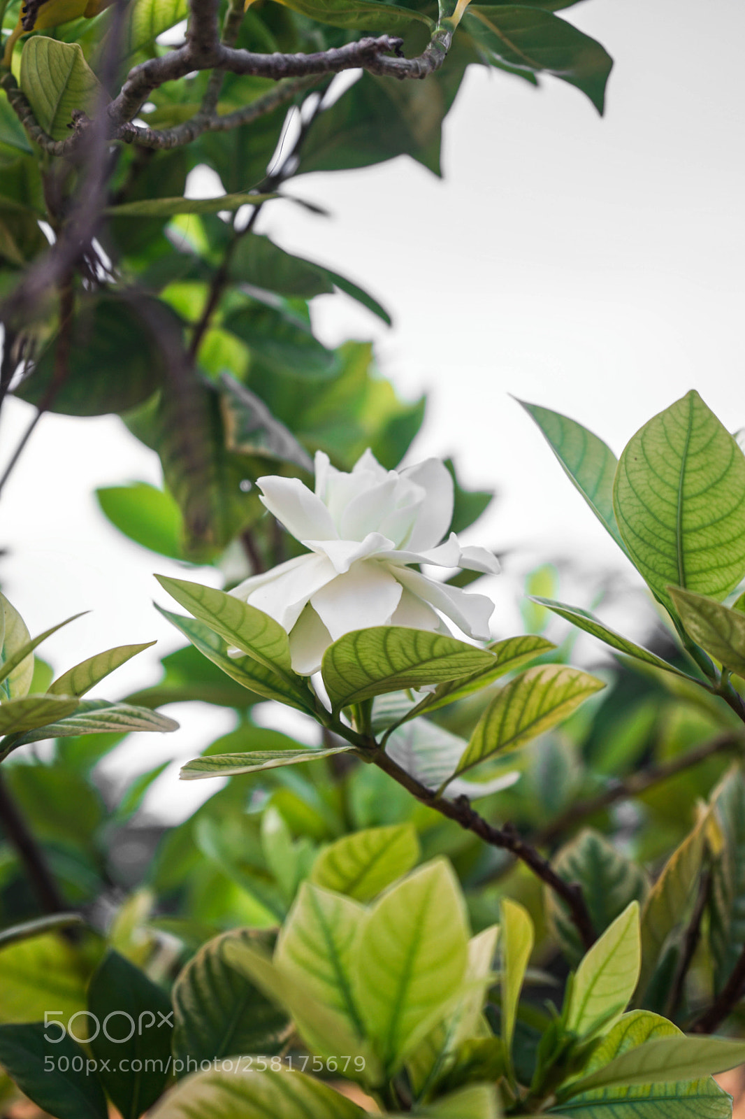 Sony a7 II sample photo. The textures of natural photography