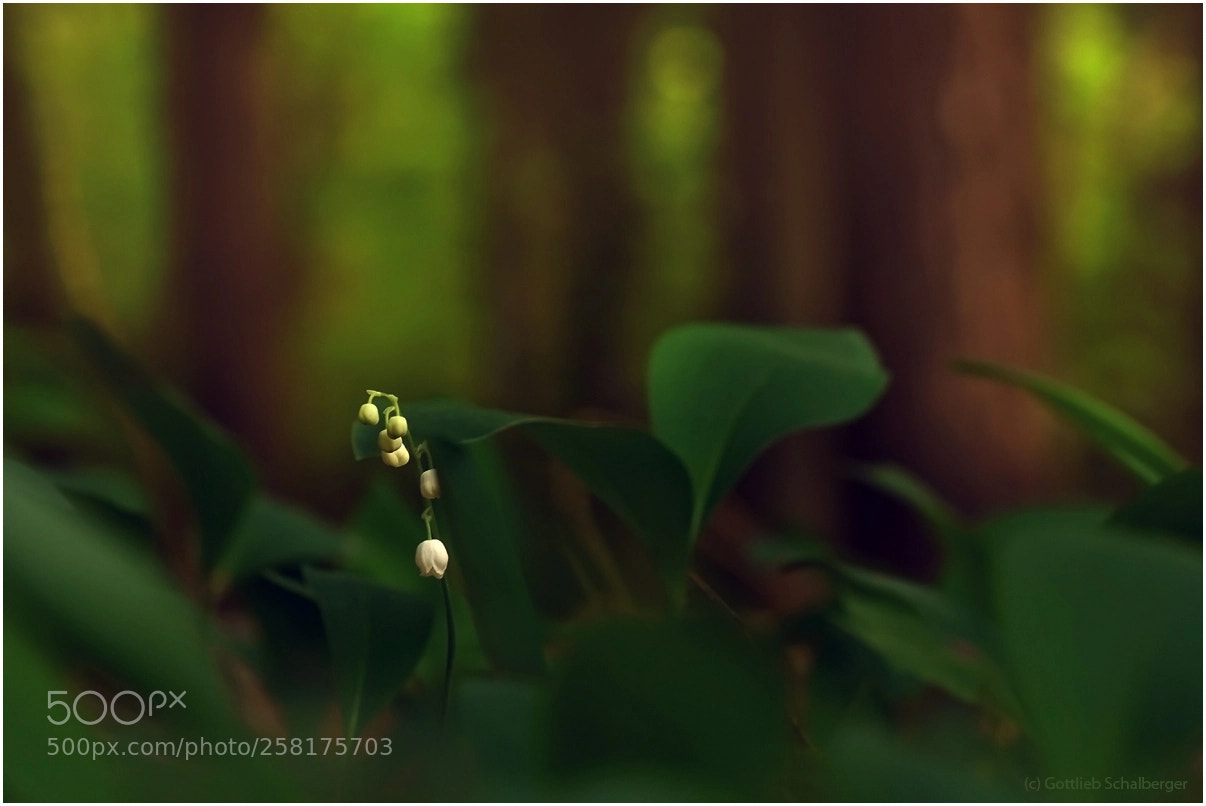 Nikon D7200 sample photo. Hidden treasure photography