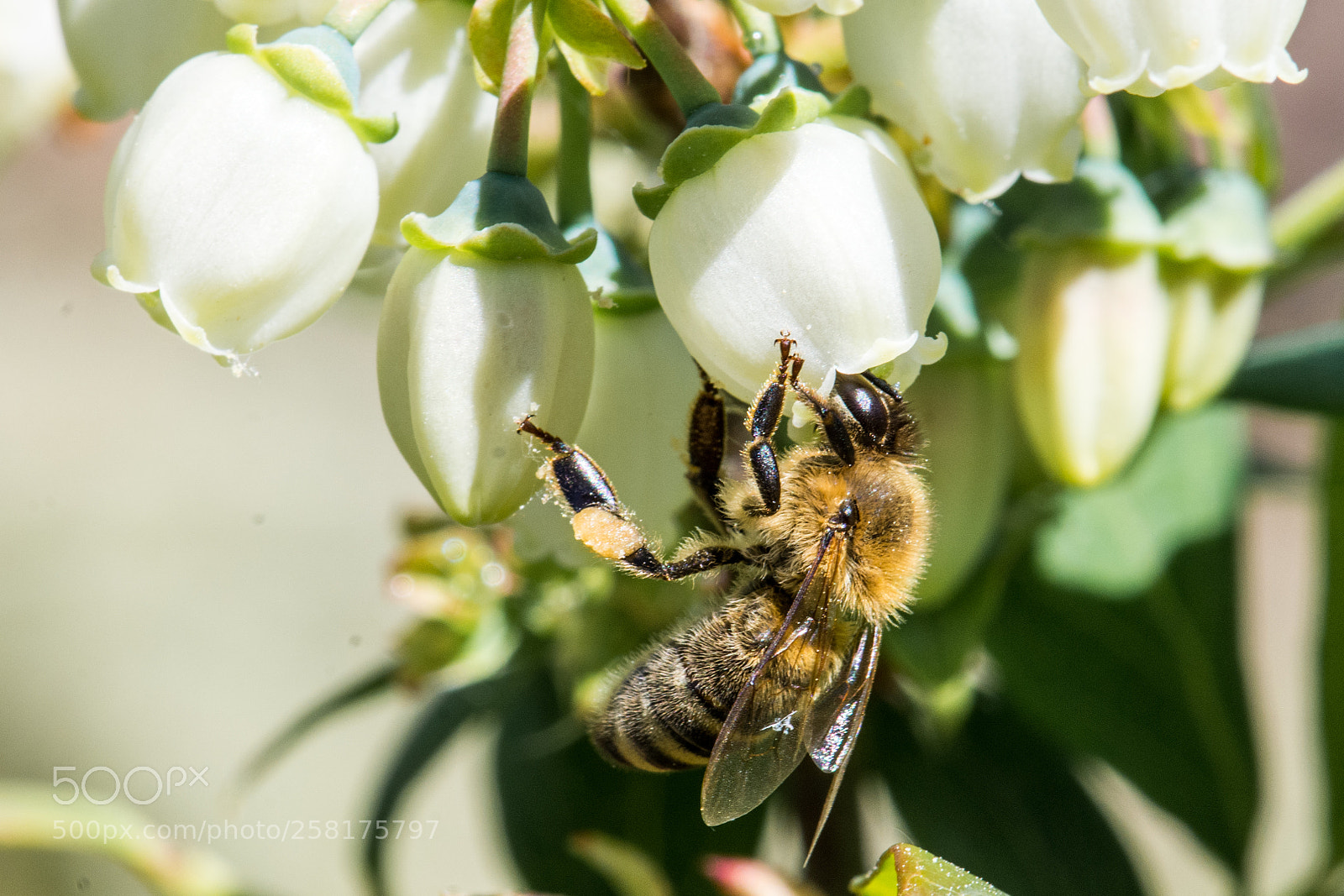 Nikon D7200 sample photo. Honeybee in blueberry blossom photography