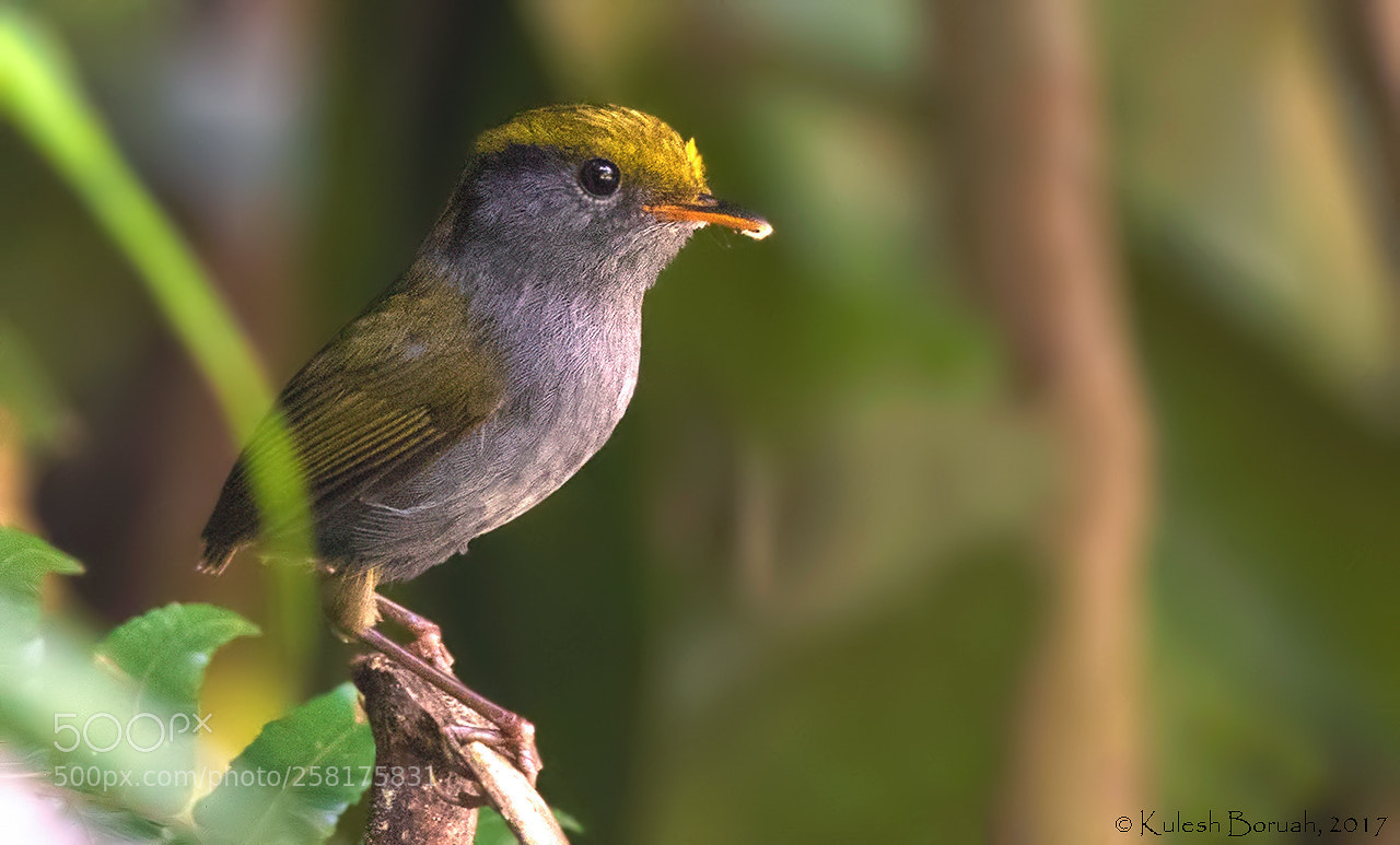 Nikon D750 sample photo. Slaty-bellied tesia.. photography