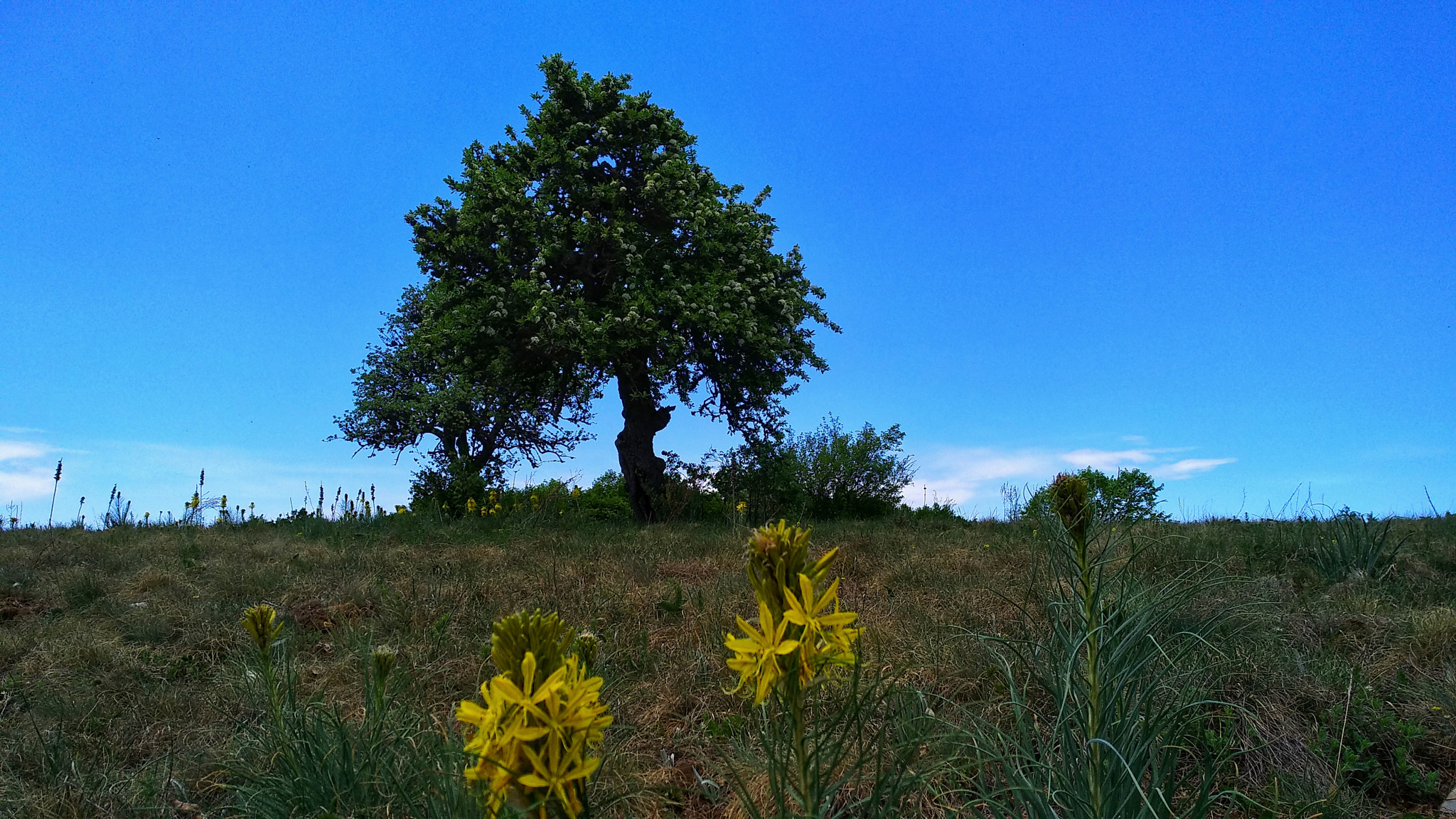 Xiaomi MI MAX 2 sample photo
