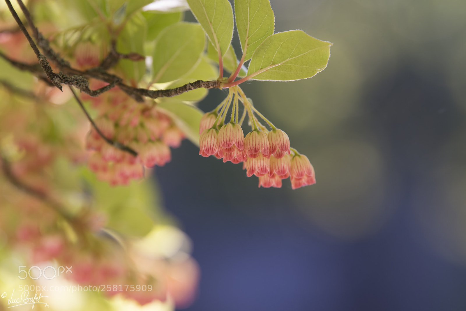 Nikon D800 sample photo. Fragile blossom in the photography