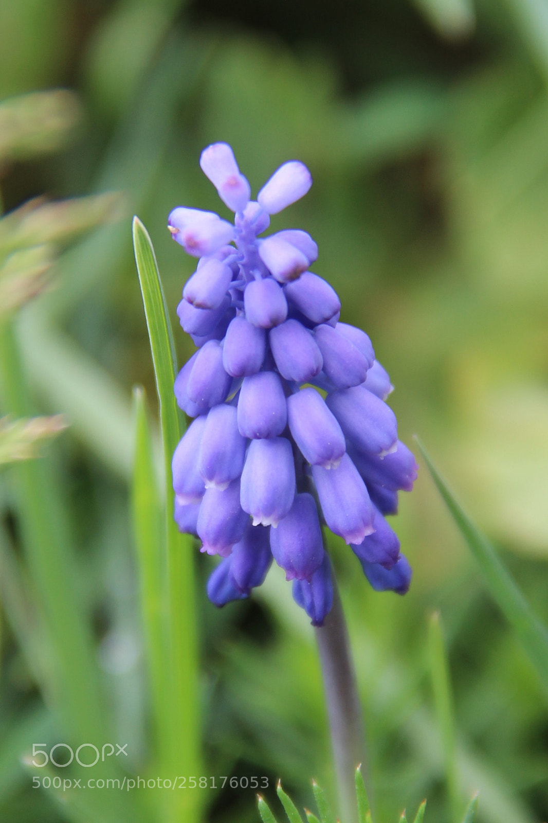Canon EOS 600D (Rebel EOS T3i / EOS Kiss X5) sample photo. Purple wild  flower  photography