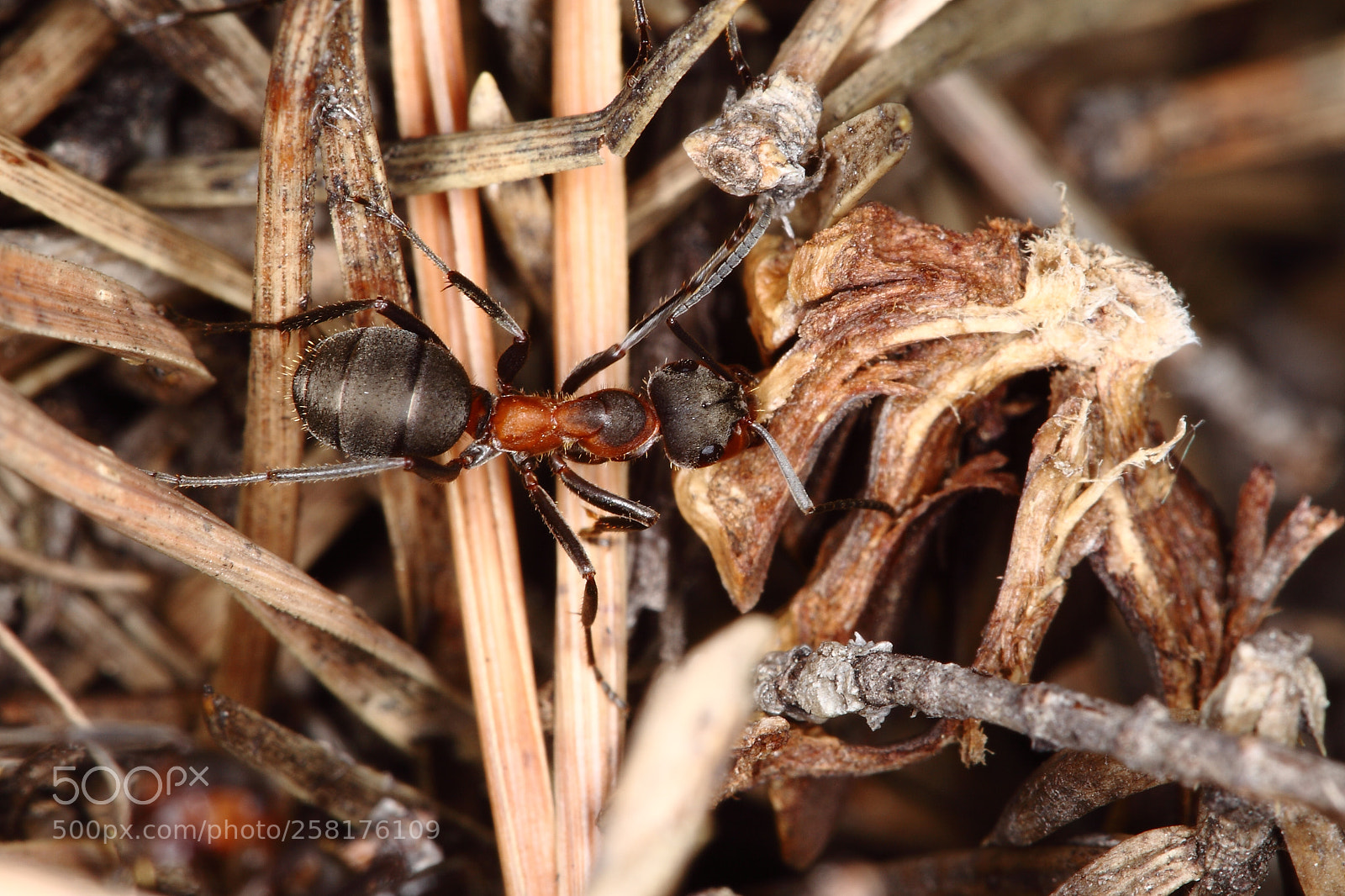Canon EOS 5D Mark II sample photo. Travailler plus photography