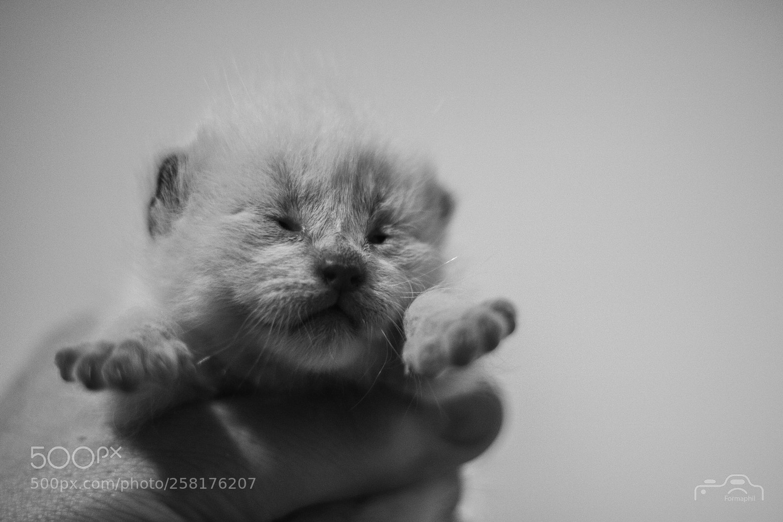 Canon EOS 750D (EOS Rebel T6i / EOS Kiss X8i) sample photo. Formaphil chats baby photography