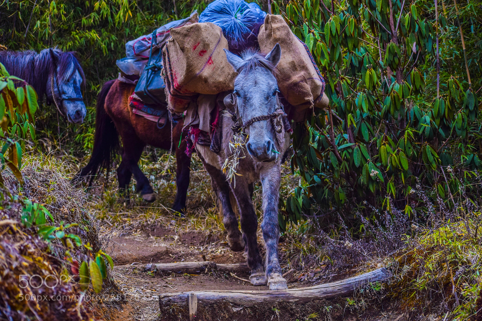 Nikon D3300 sample photo. Burden photography