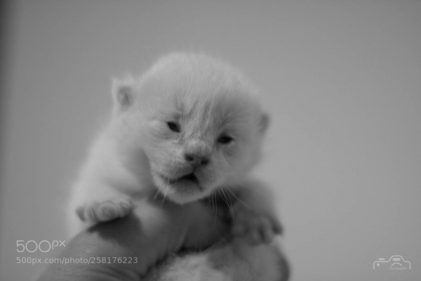Canon EOS 750D (EOS Rebel T6i / EOS Kiss X8i) sample photo. Formaphil chats baby photography