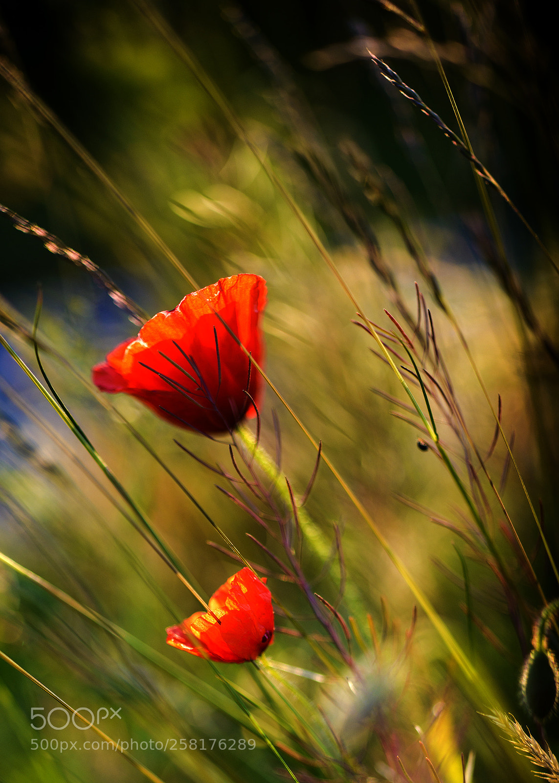 Nikon D800 sample photo. Papavers photography