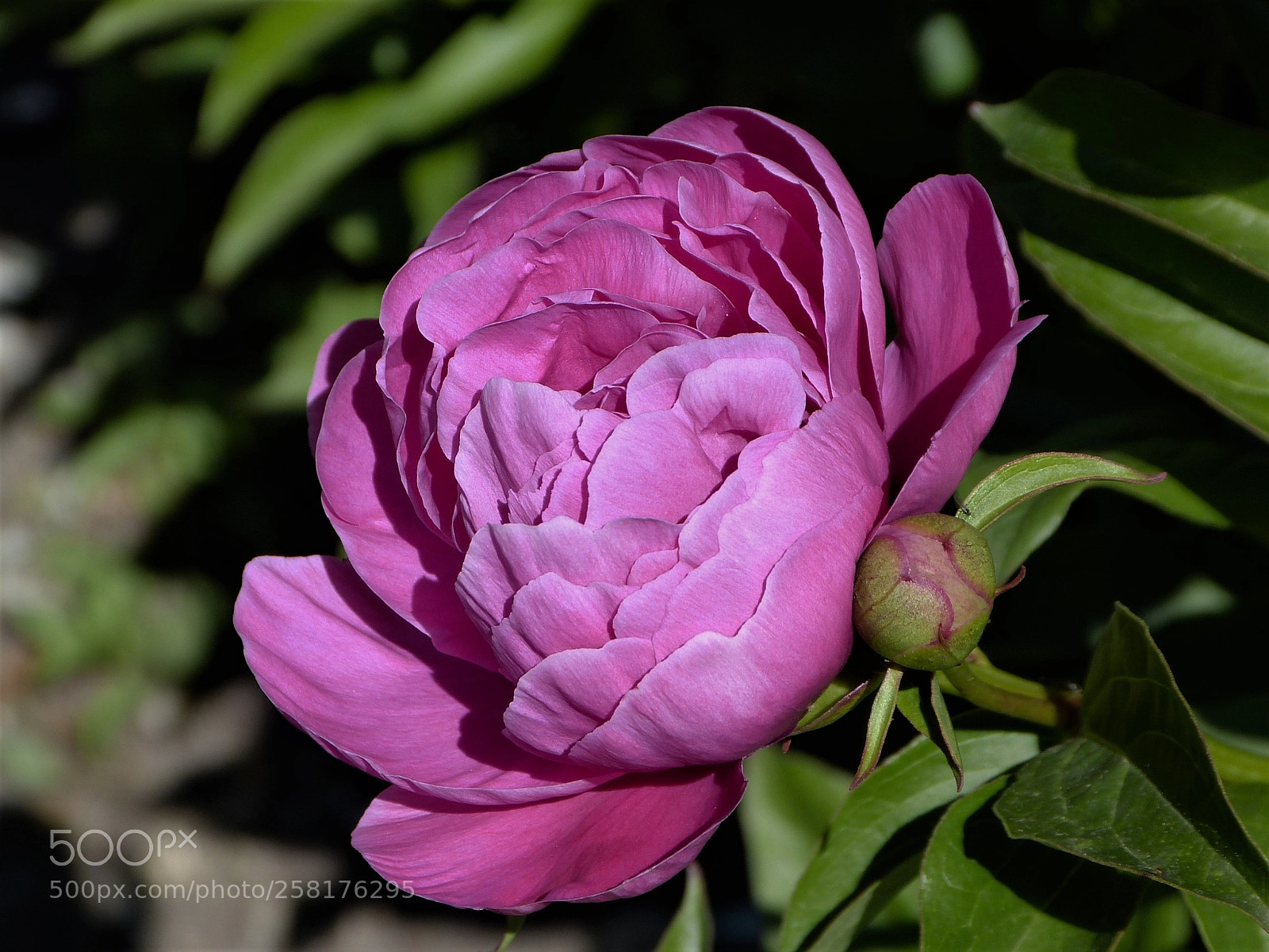 Panasonic Lumix DMC-FZ150 sample photo. Pivoine photography