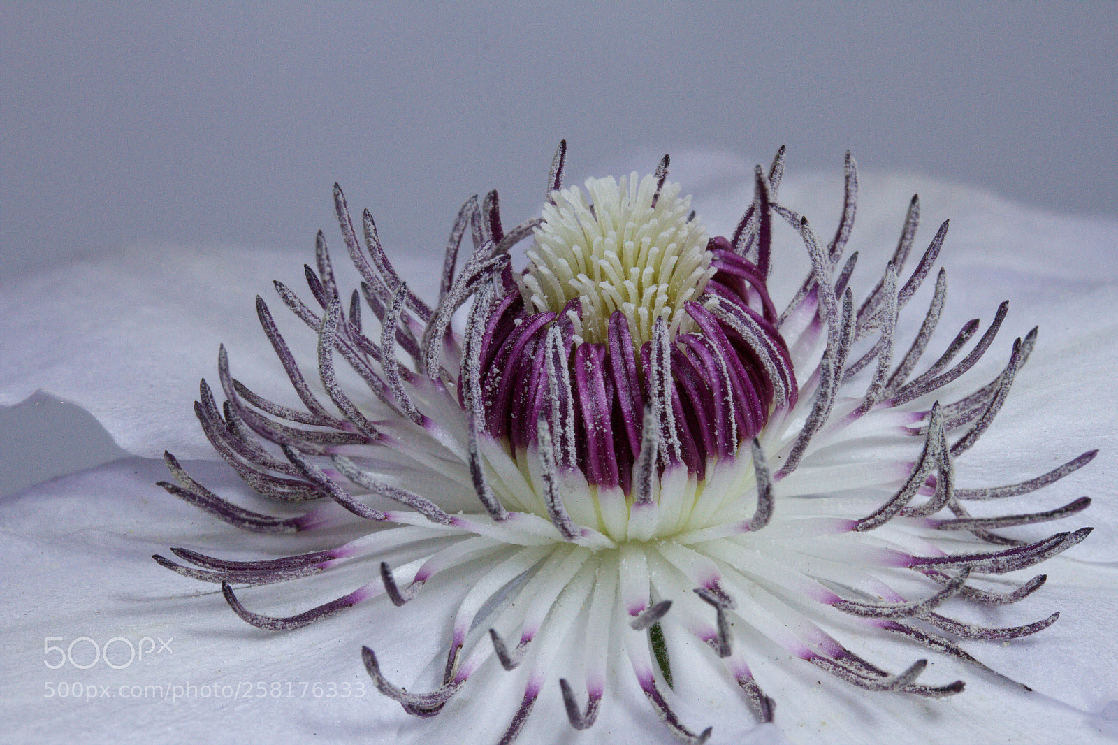 Canon EOS 7D sample photo. Clematis photography