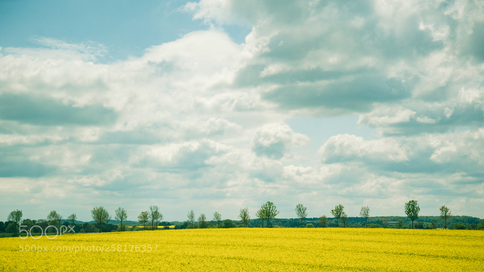 Sony a7R II sample photo. Untitled photography