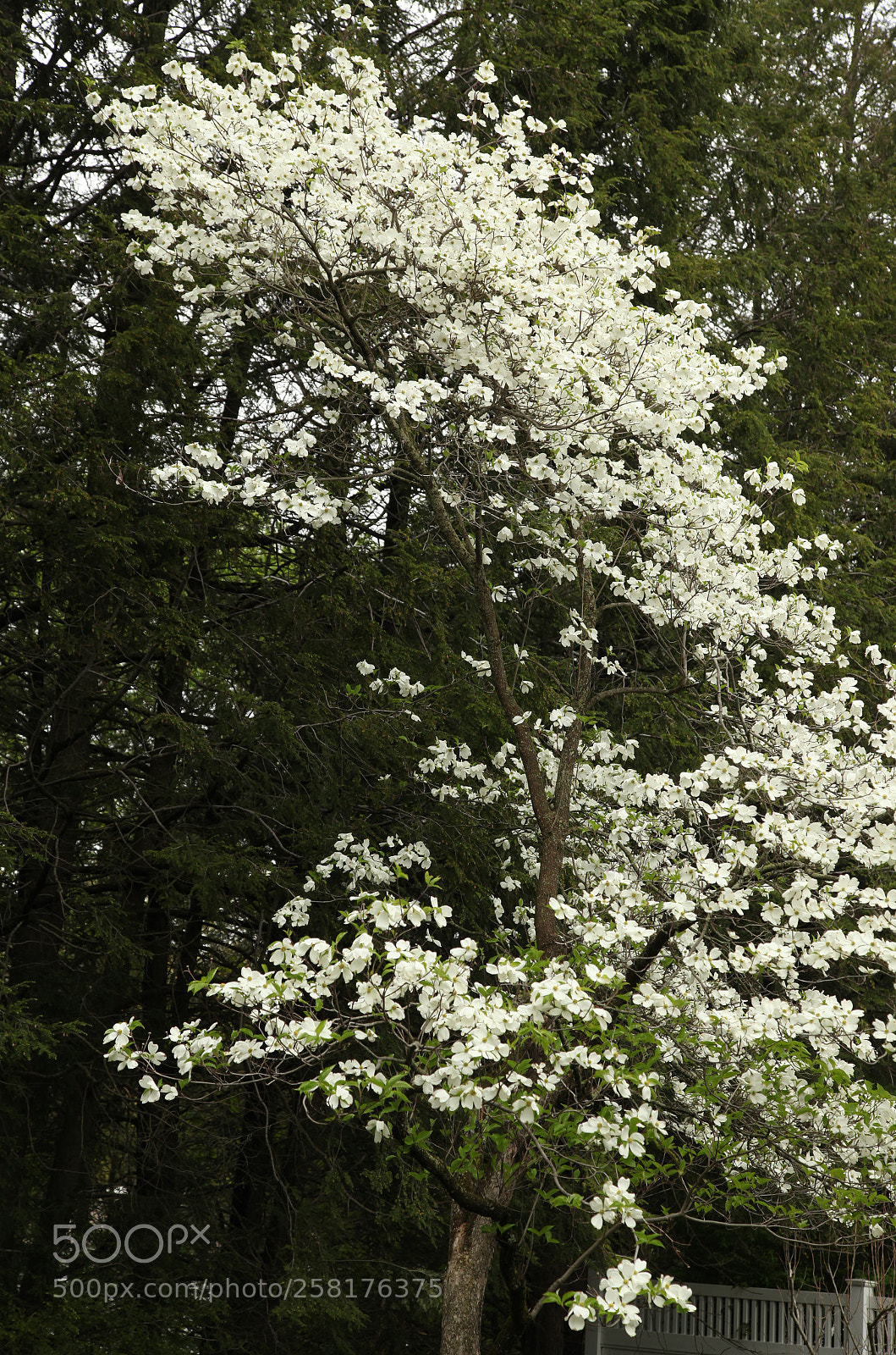 Canon EOS 5D Mark II sample photo. White in springtime photography