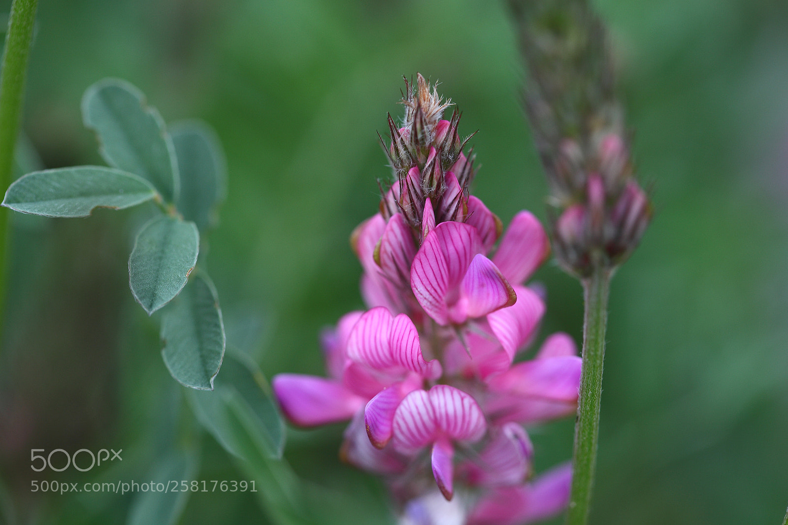 Canon EOS 5D Mark II sample photo. Printemps photography