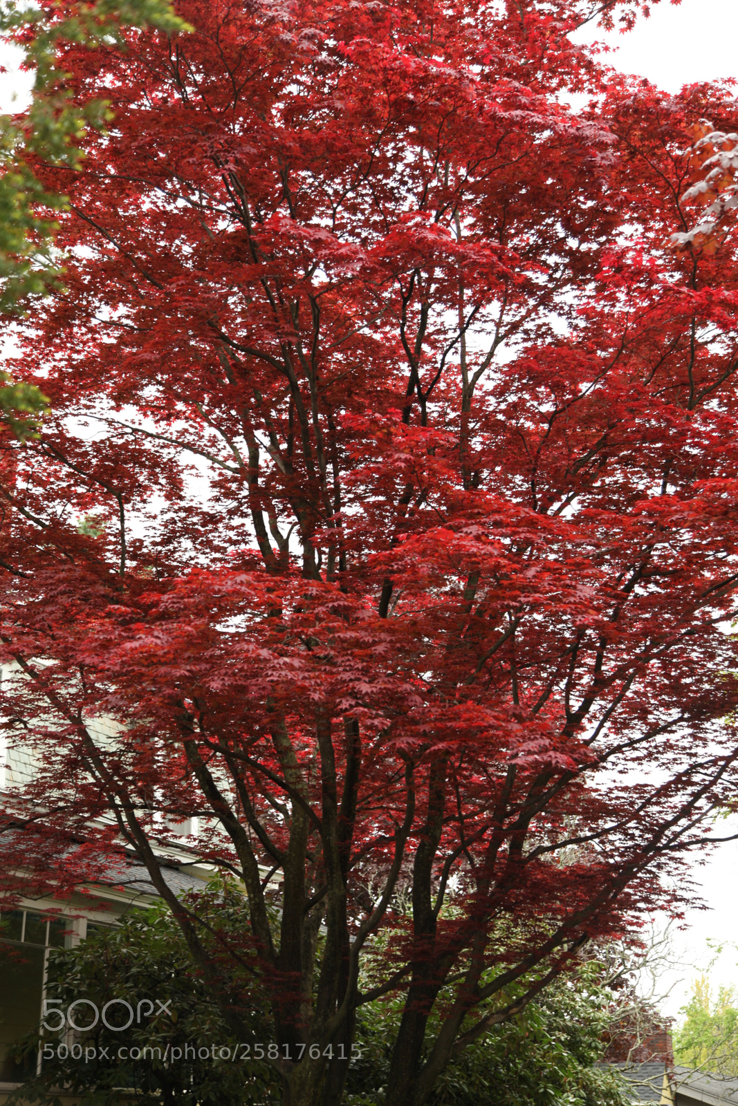 Canon EF 24-105mm F4L IS USM sample photo. Red in springtime photography
