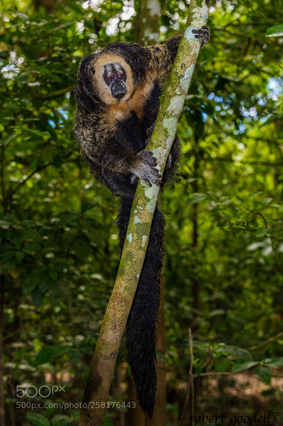 Nikon D3S sample photo. Monk saki monkey photography