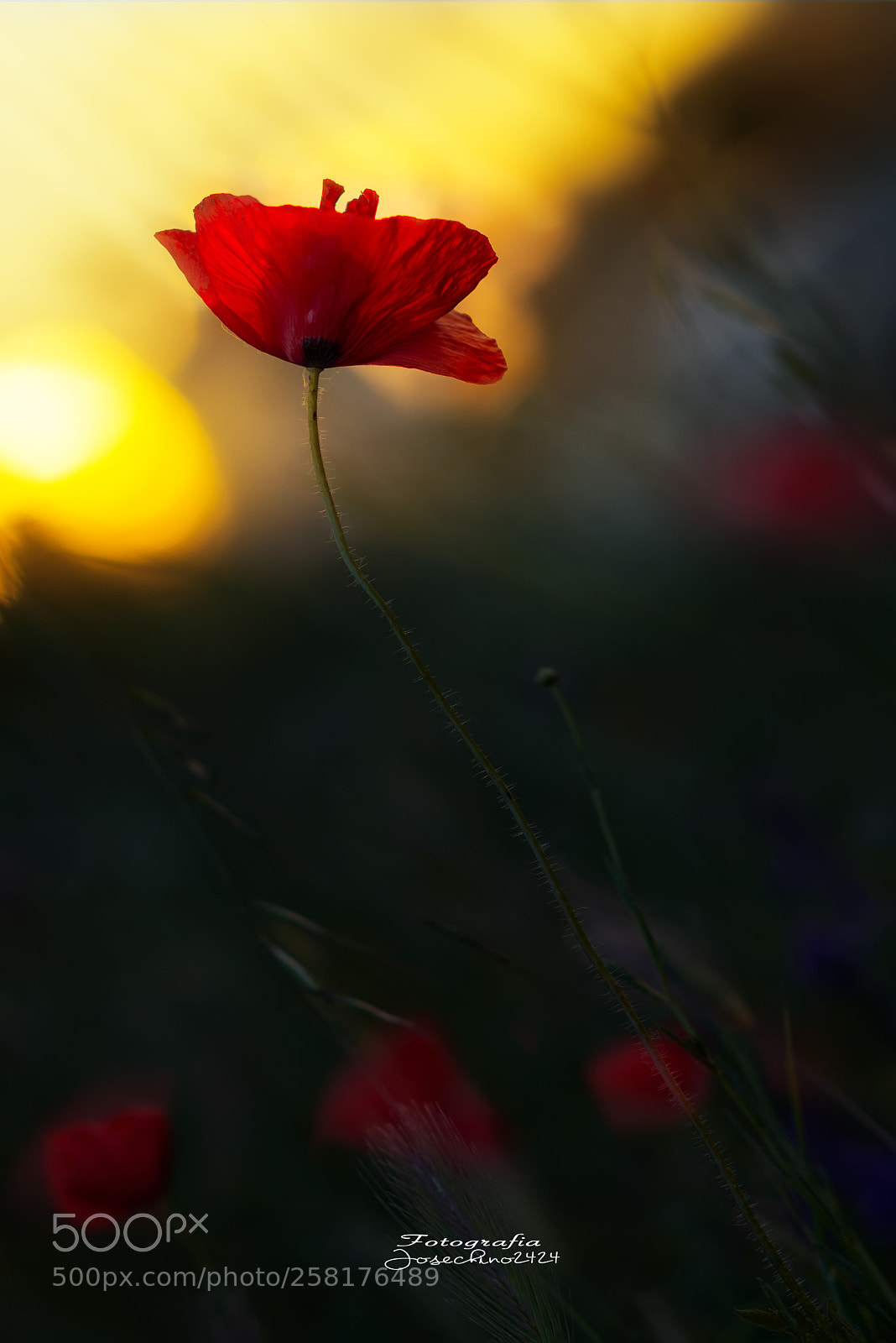 Nikon D600 sample photo. Atardecer rojo.... photography