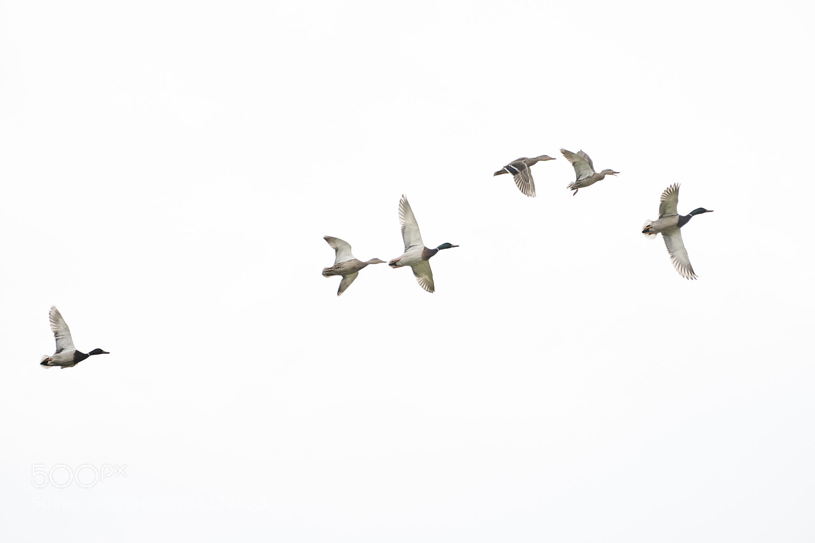 Sony a6000 sample photo. Duck train photography