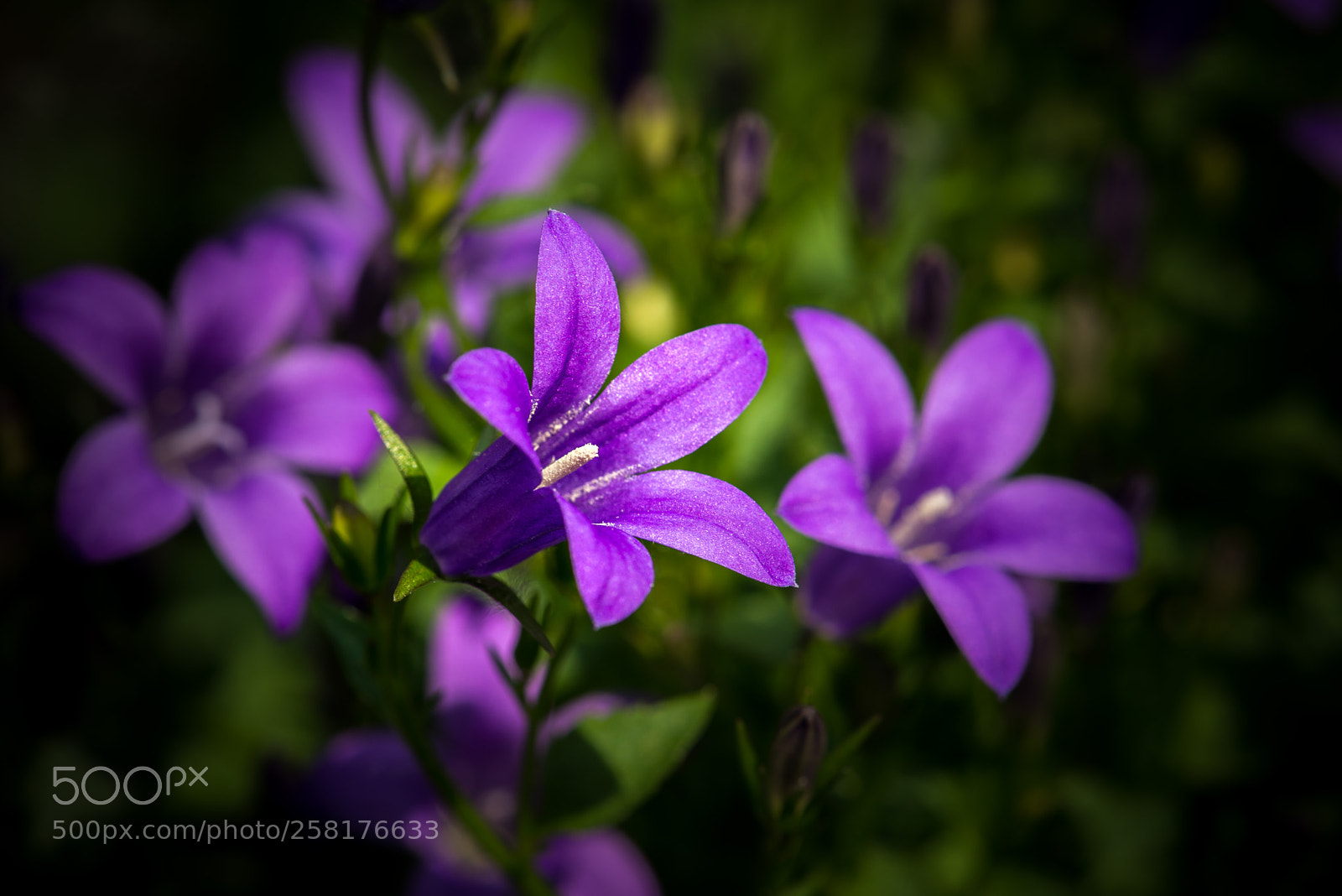 Nikon D800 sample photo. Campanula photography