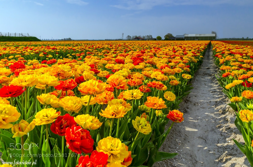 Canon EOS 6D sample photo. Tulpenveld photography