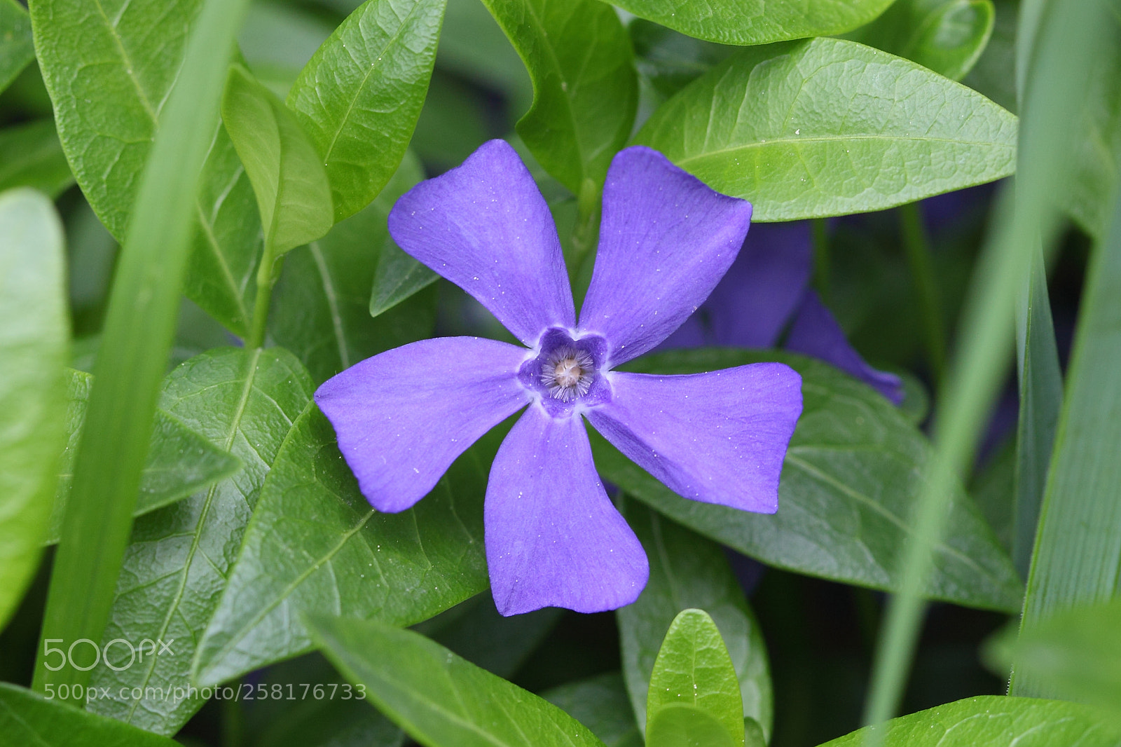 Canon EOS 5D Mark II sample photo. Helice? photography