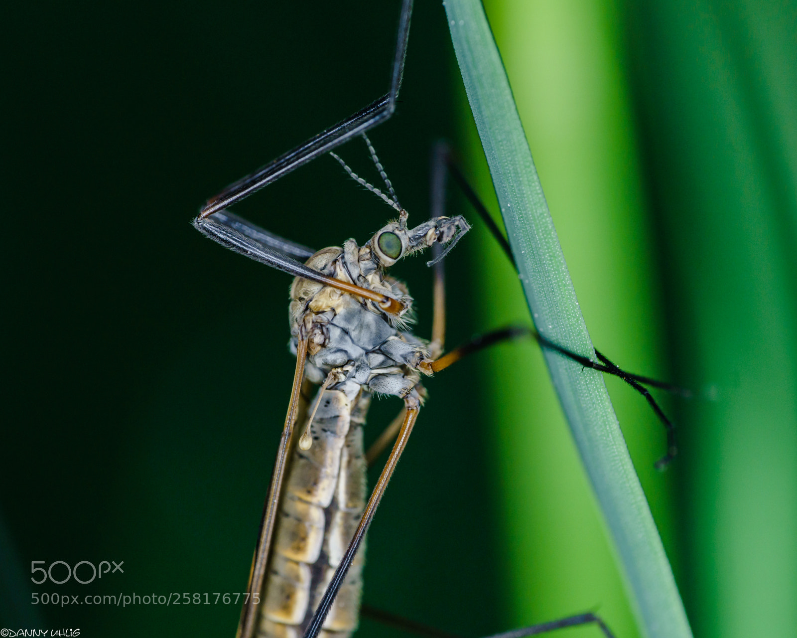 Sony a6300 sample photo. Dsc04703.jpg photography