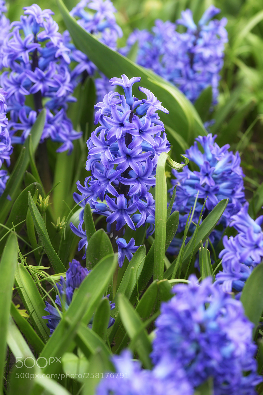 Nikon D800 sample photo. Flo_7872-1.jpg photography