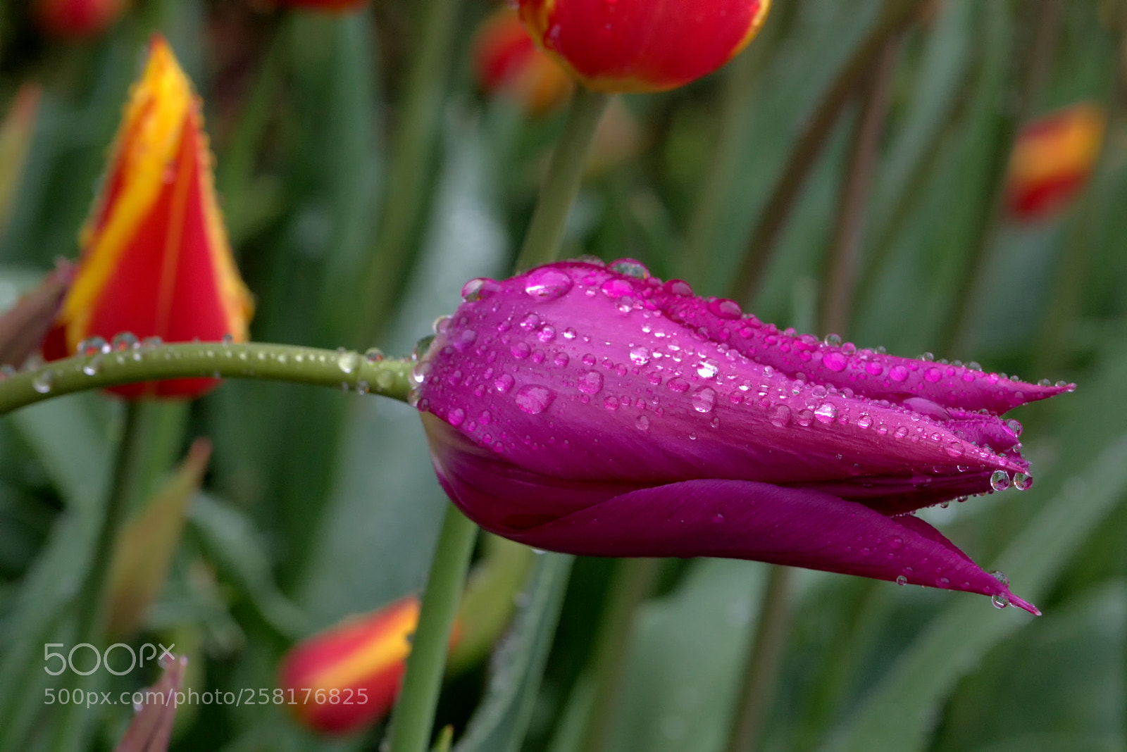 Canon EOS 5D Mark IV sample photo. Tulips in the rain photography