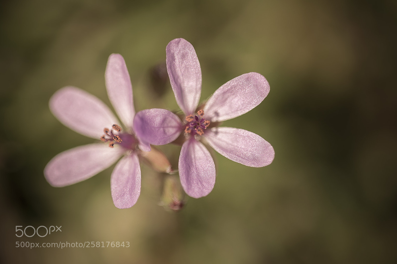 Nikon D3300 sample photo. Two pinks photography