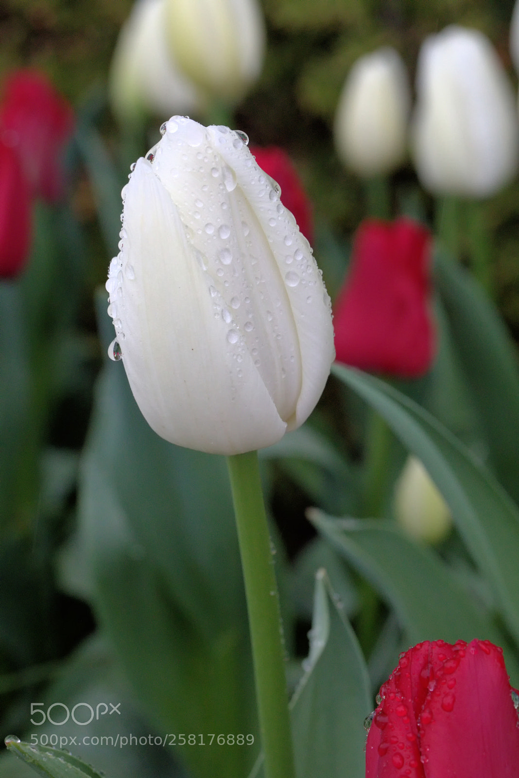 Canon EOS 5D Mark IV sample photo. White tulip in the photography