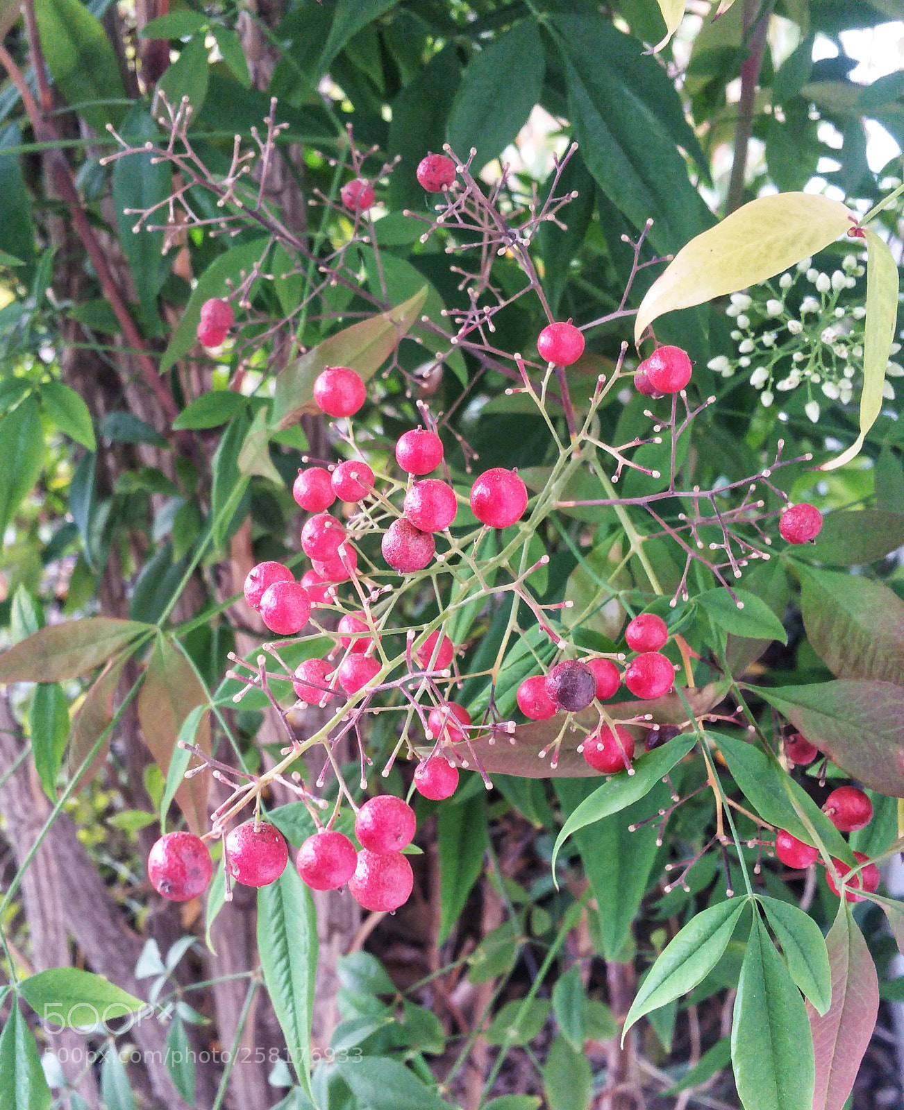 Samsung Galaxy Note4 sample photo. Red berries on the photography