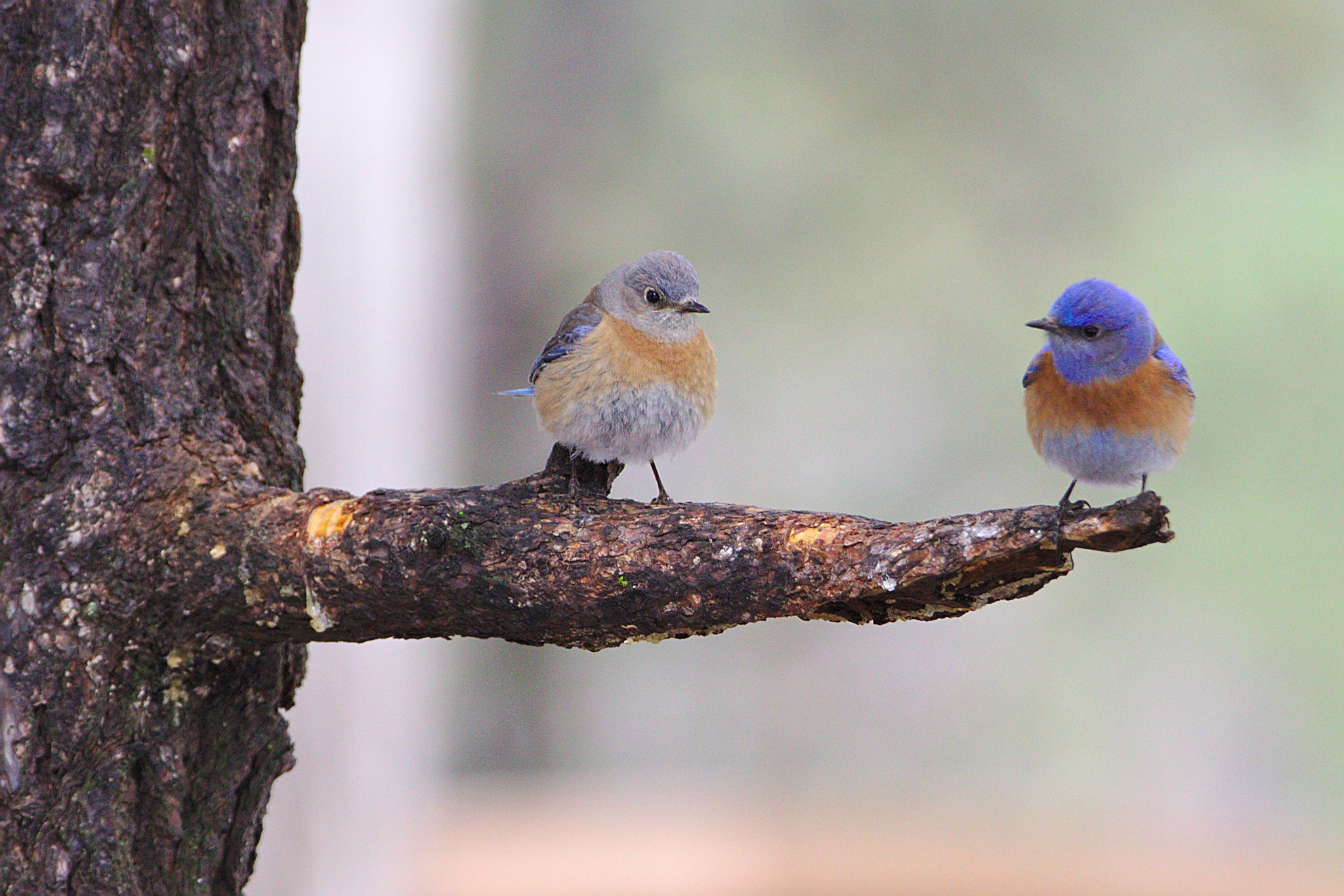 Sigma 150-600mm F5-6.3 DG OS HSM | C sample photo. Western bluebirds couple photography